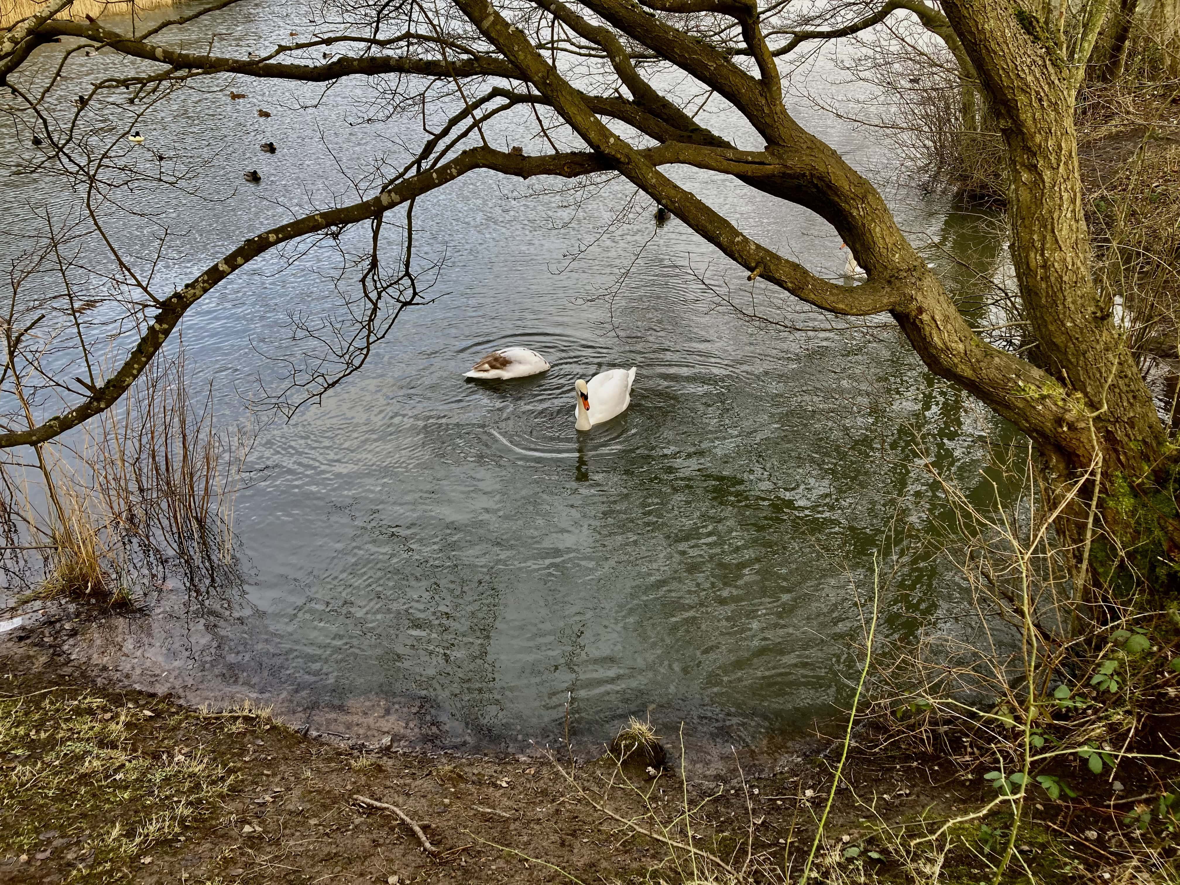 Straiton Pond #3 for Water Water Everywhere #211