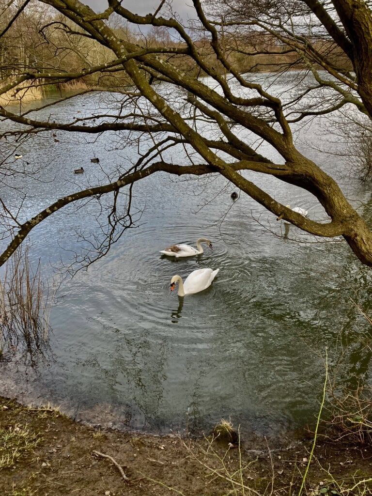 Swans on Straiton Pond