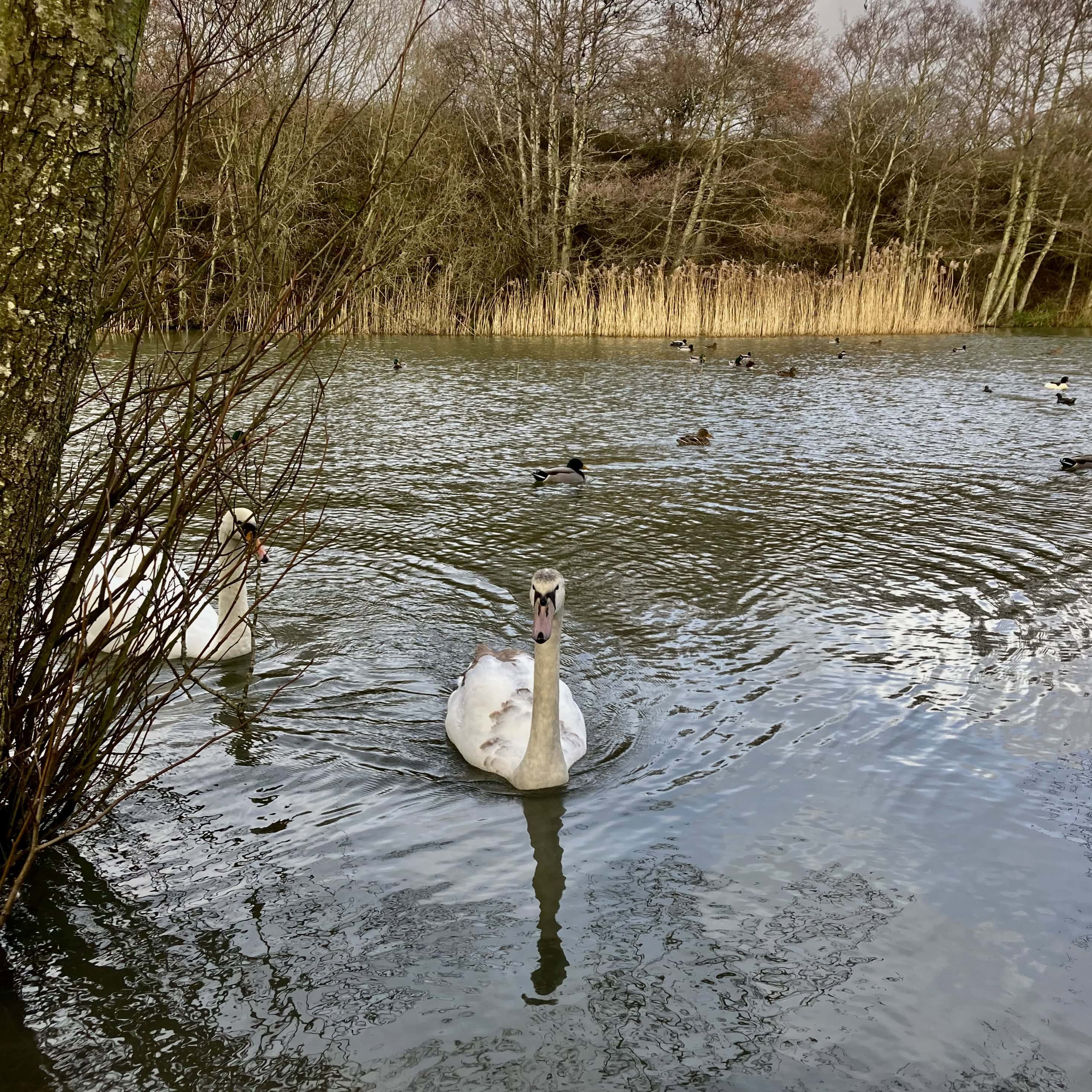 Straiton Pond #4 for Water Water Everywhere #212
