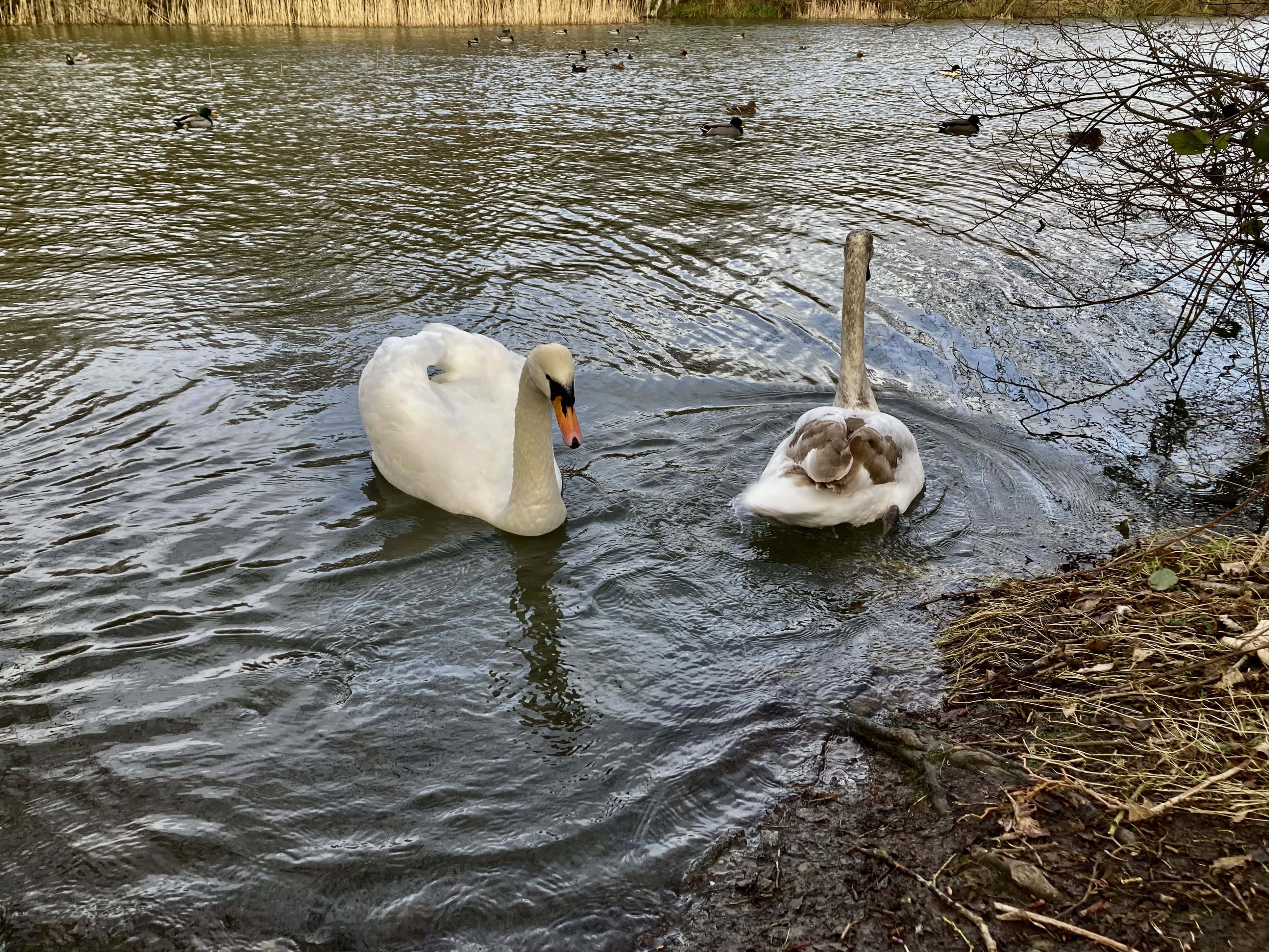 Straiton Pond #5 for Water Water Everywhere #213