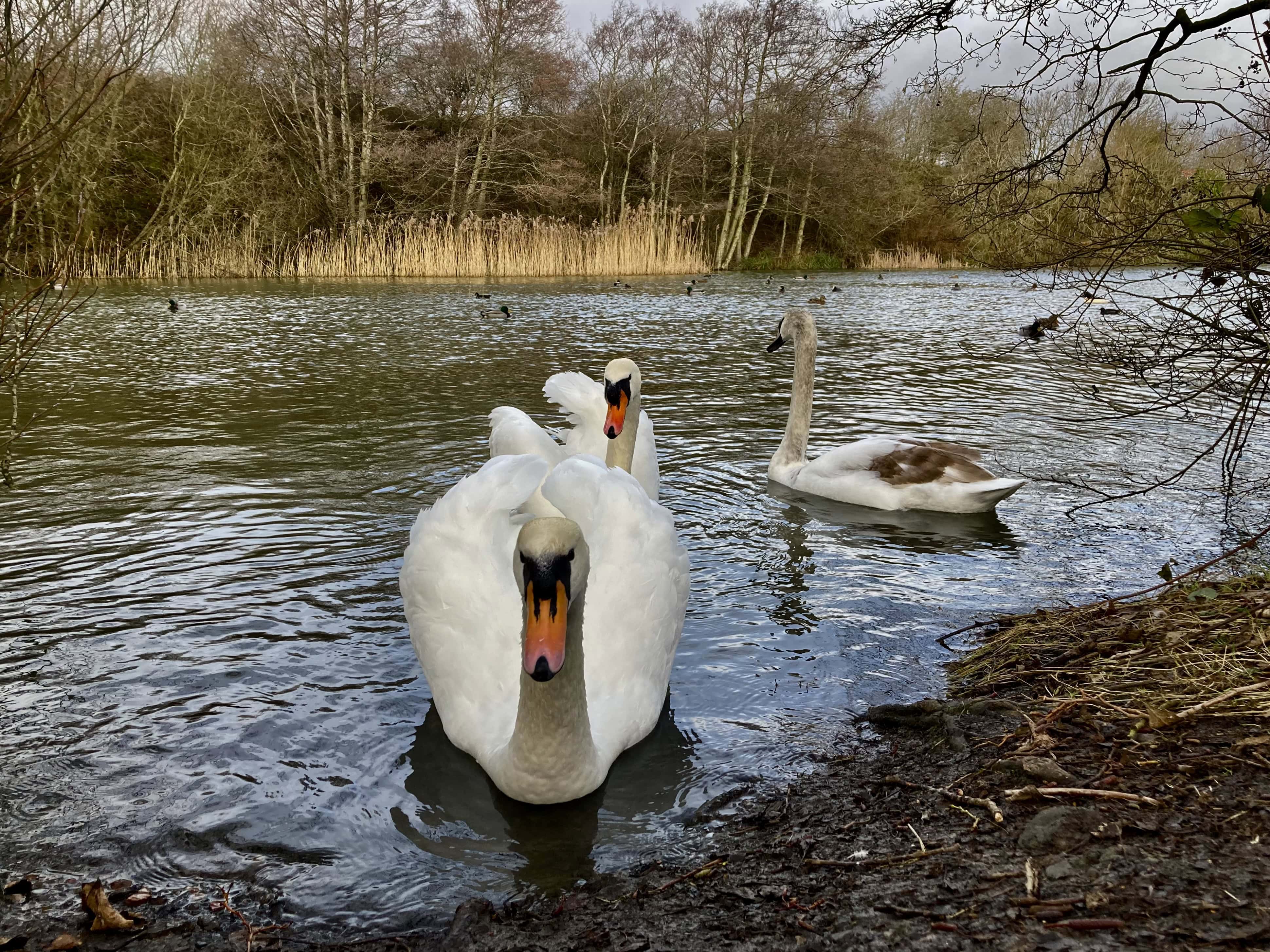 Straiton Pond #6 for Water Water Everywhere #214