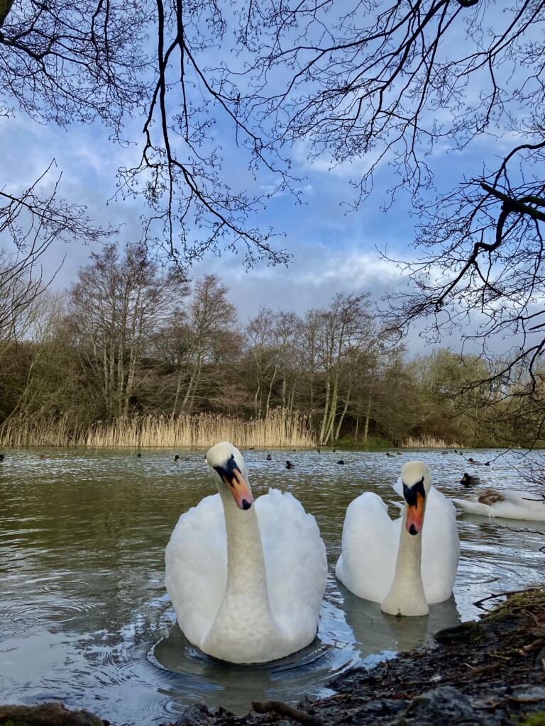 Inquisitive swan