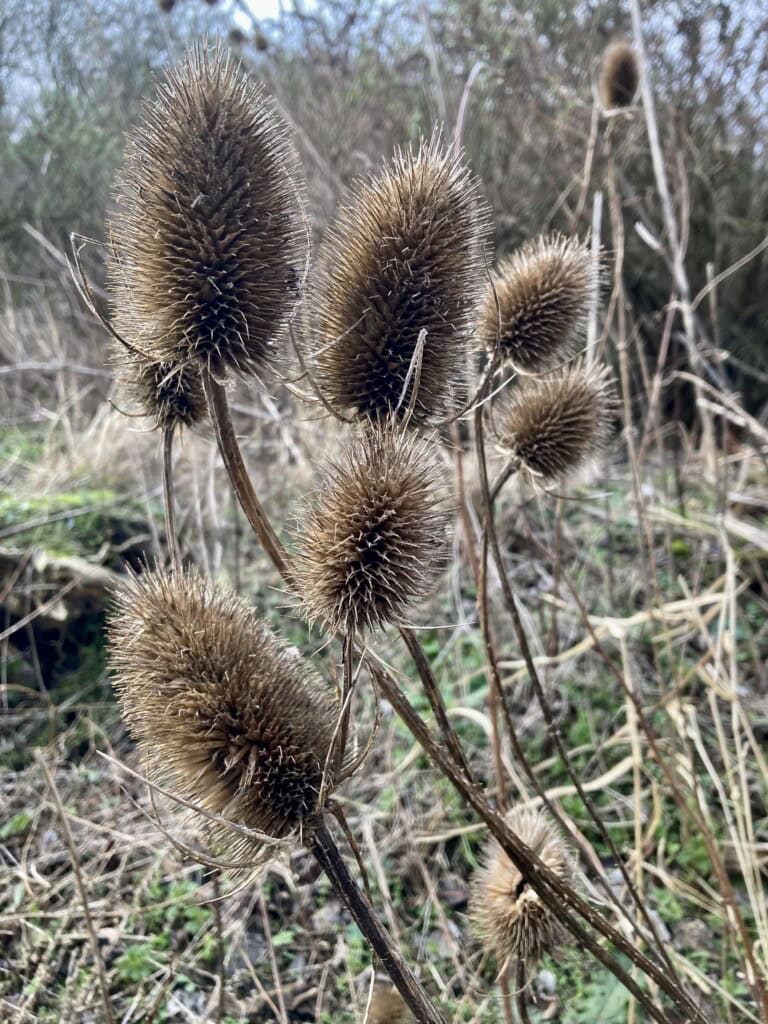 Teasels