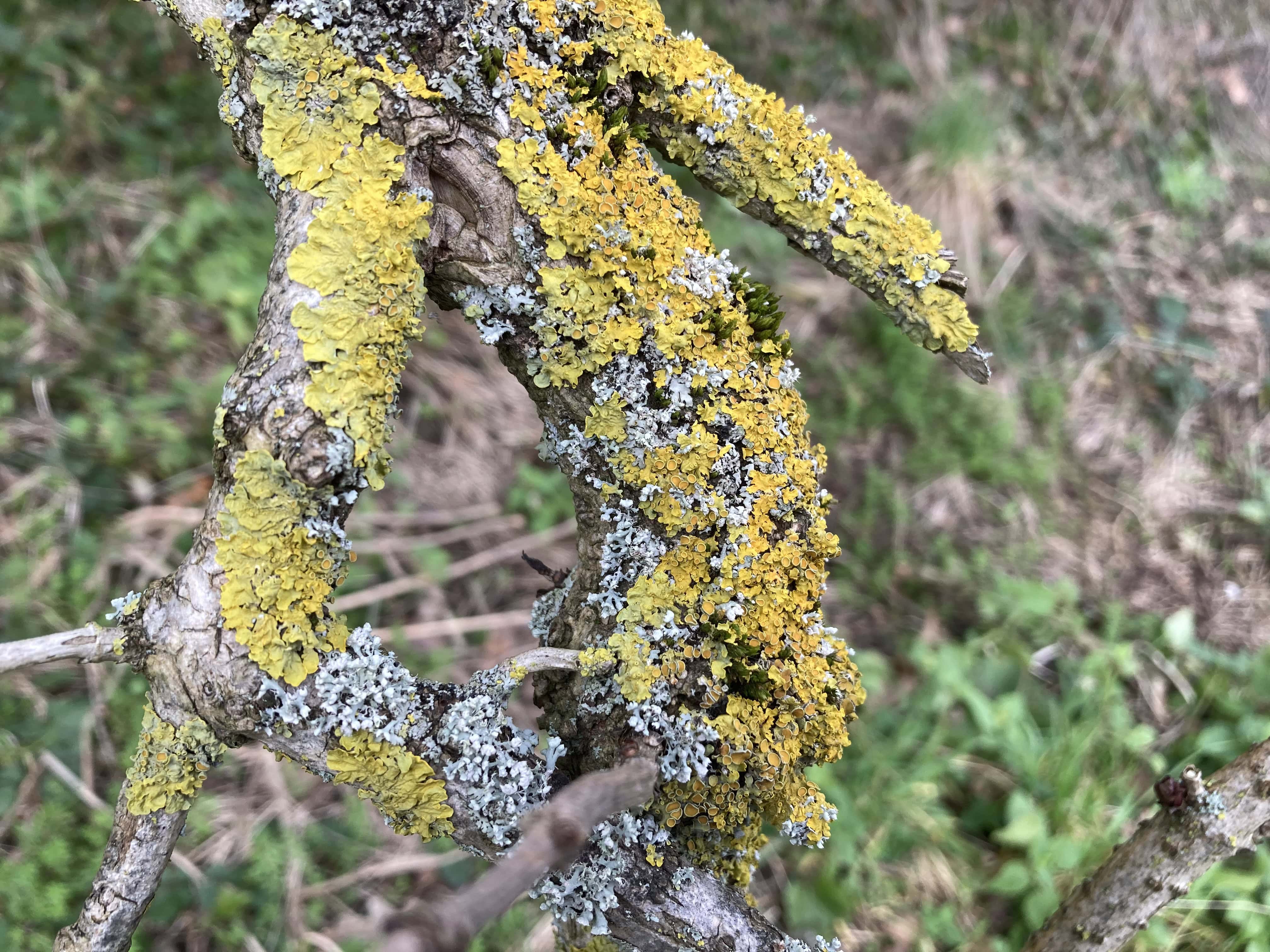 I’m Lichen This Shot A Lot