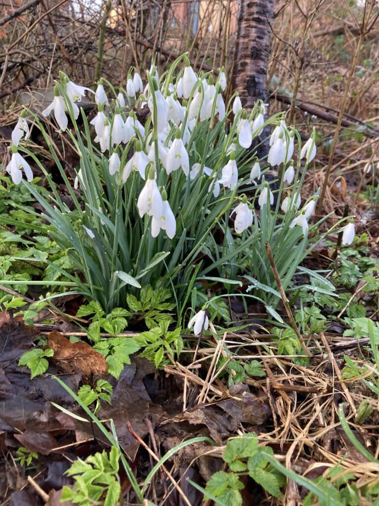 Snowdrops