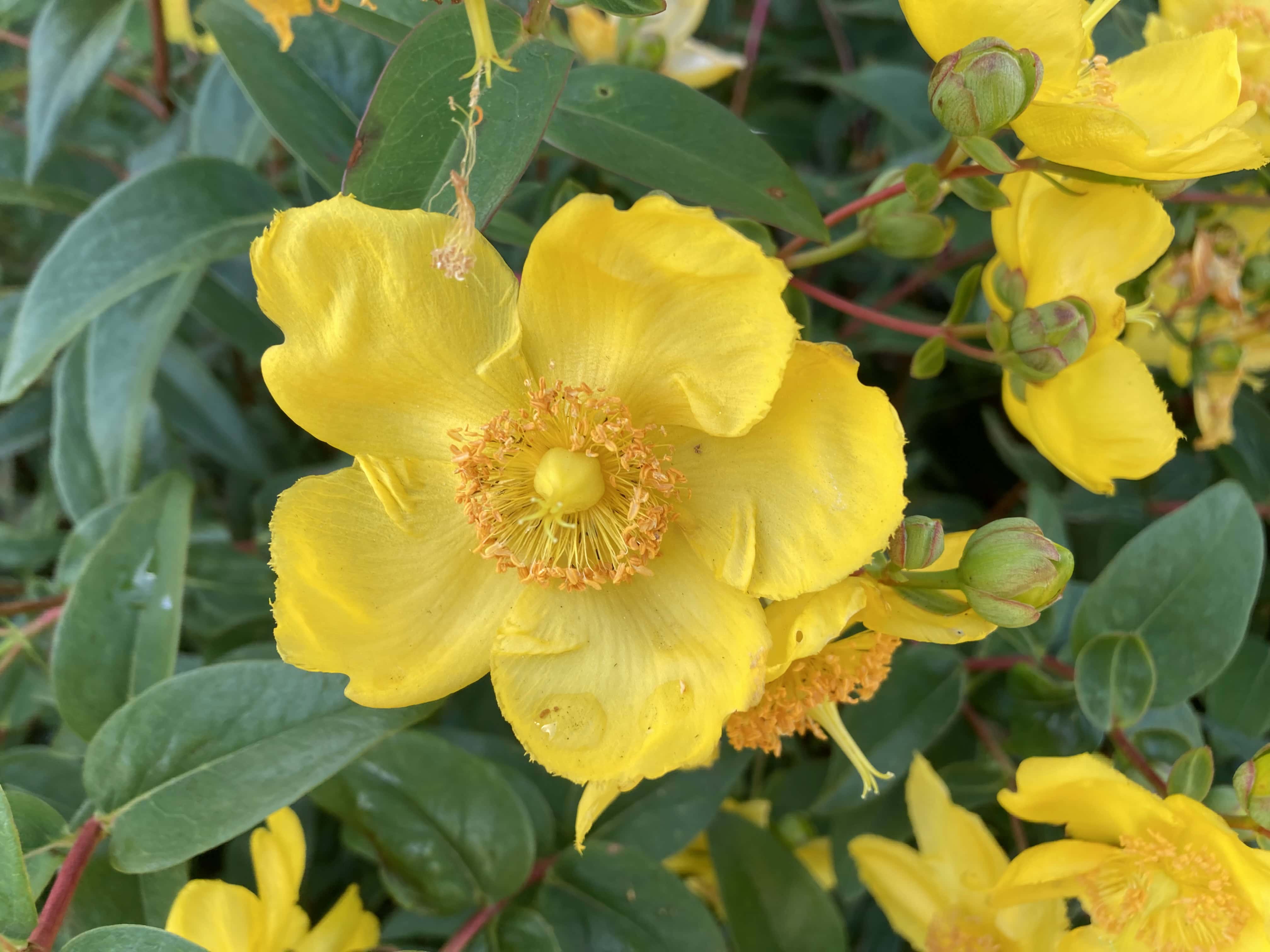 St John's Wort