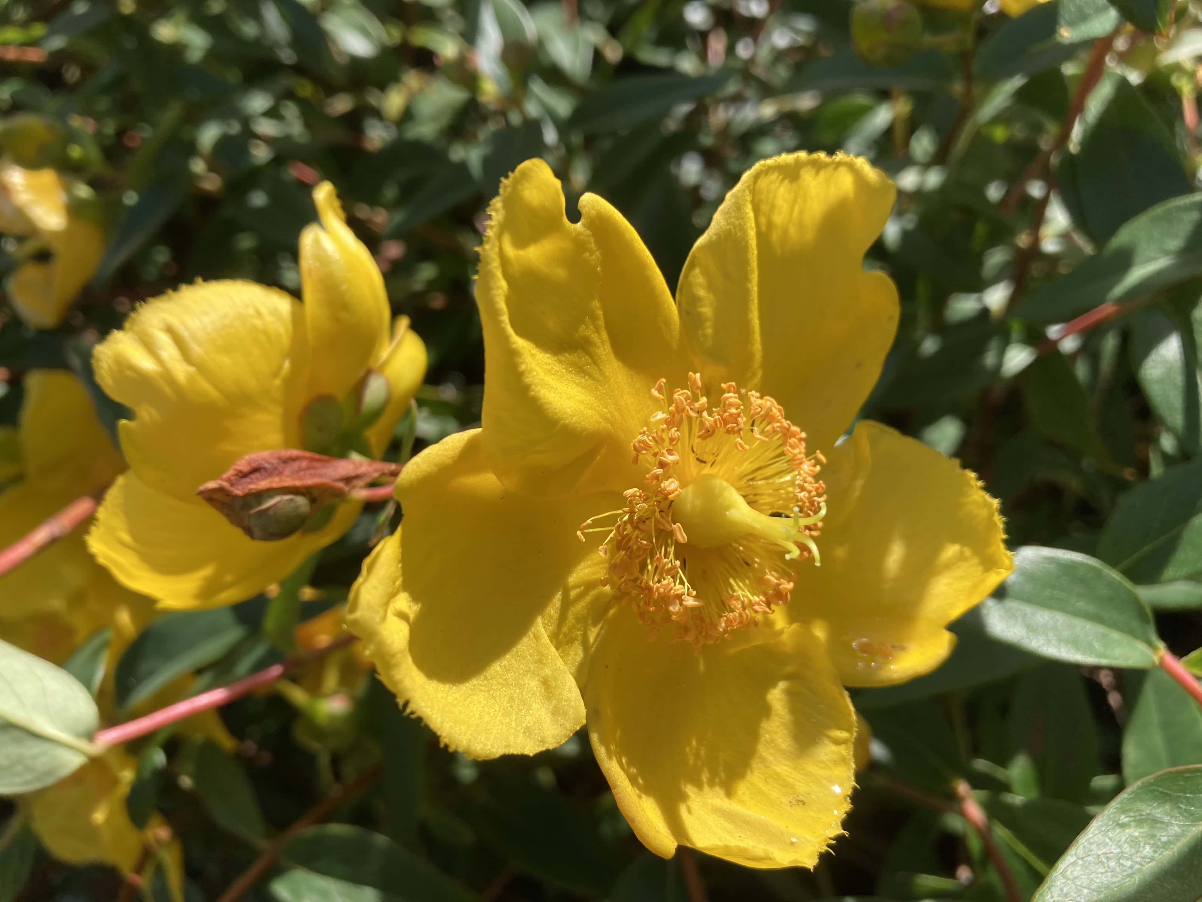 St John's Wort