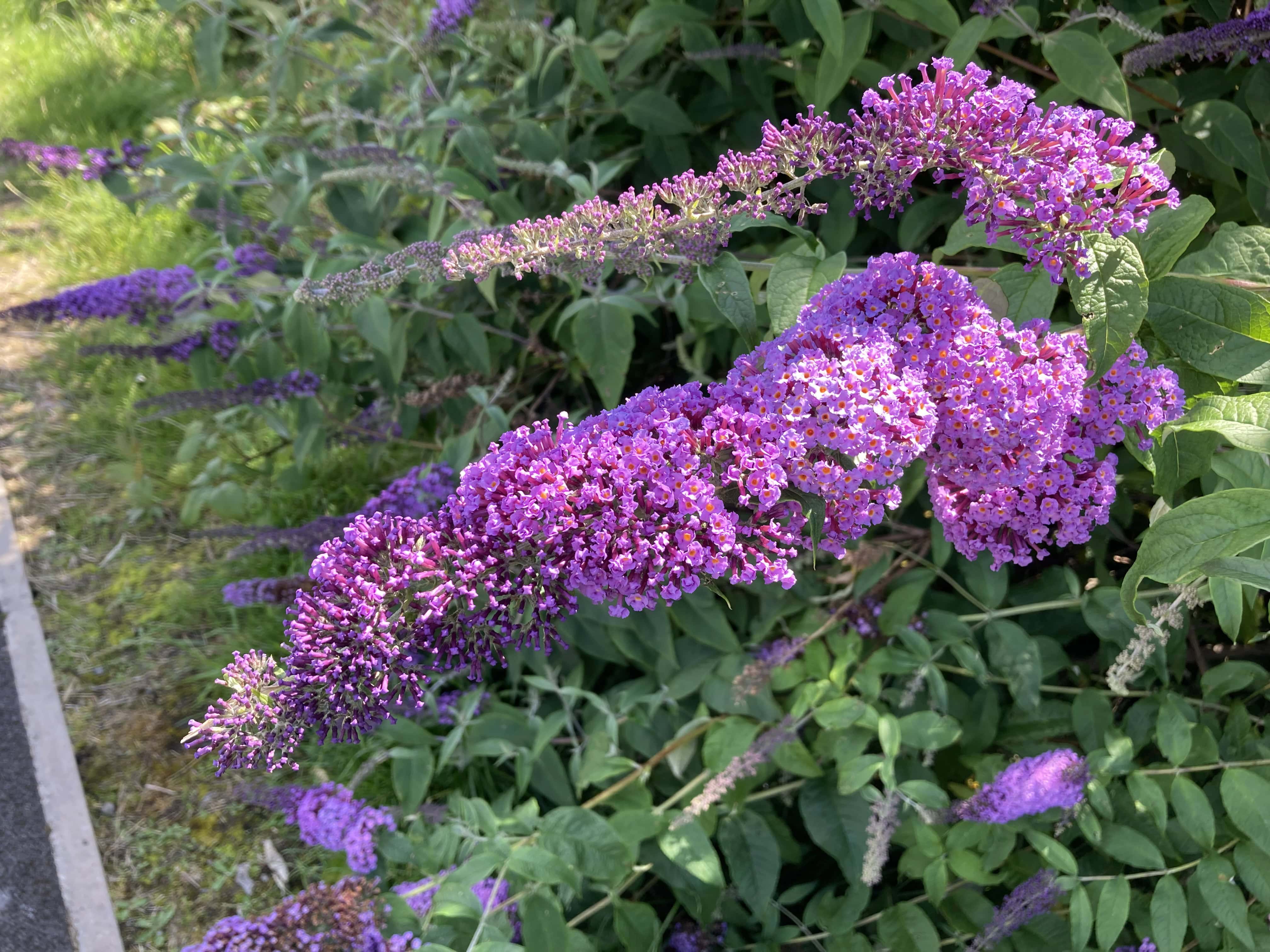 Butterfly-Bush