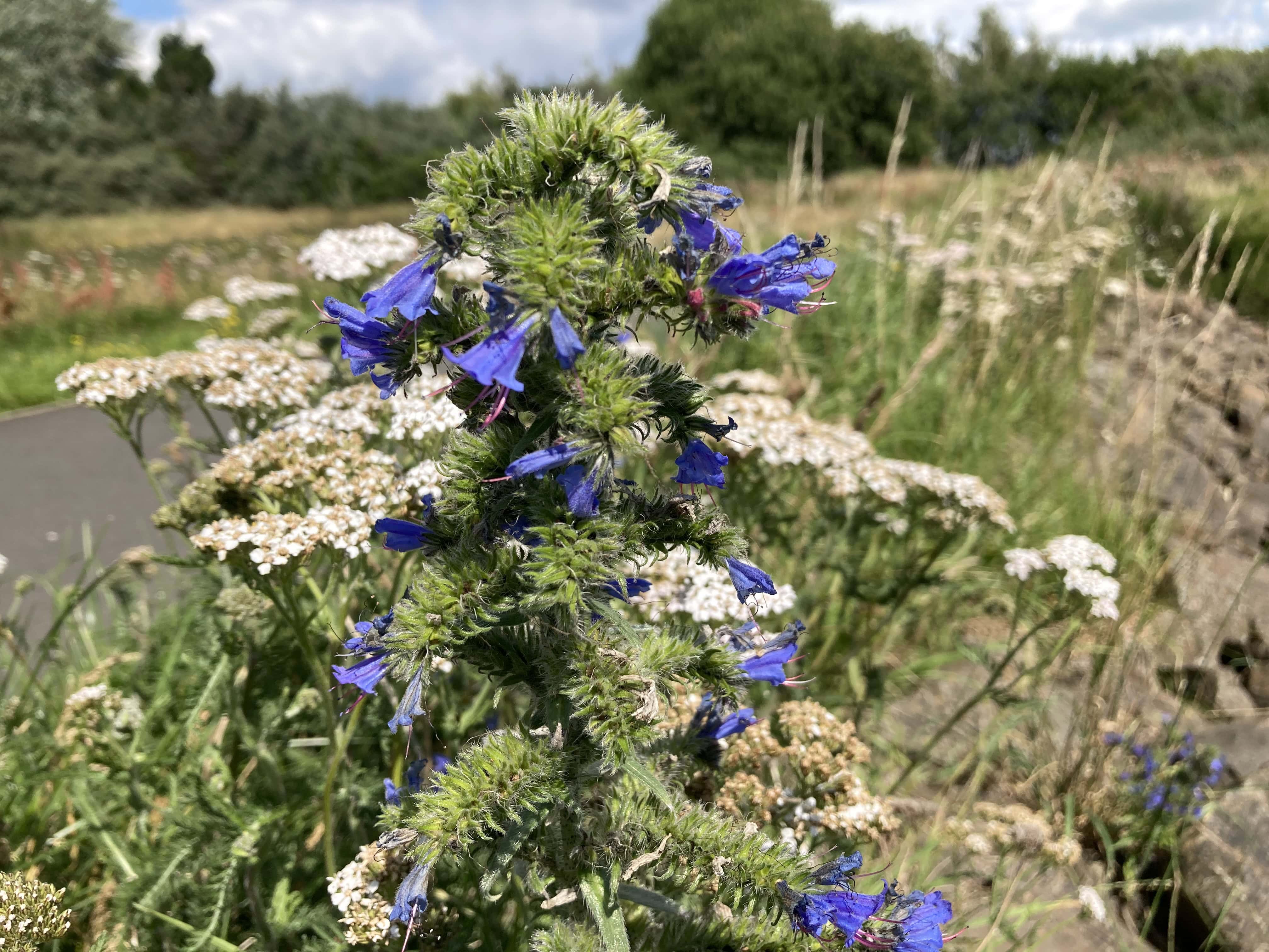 Blueweed