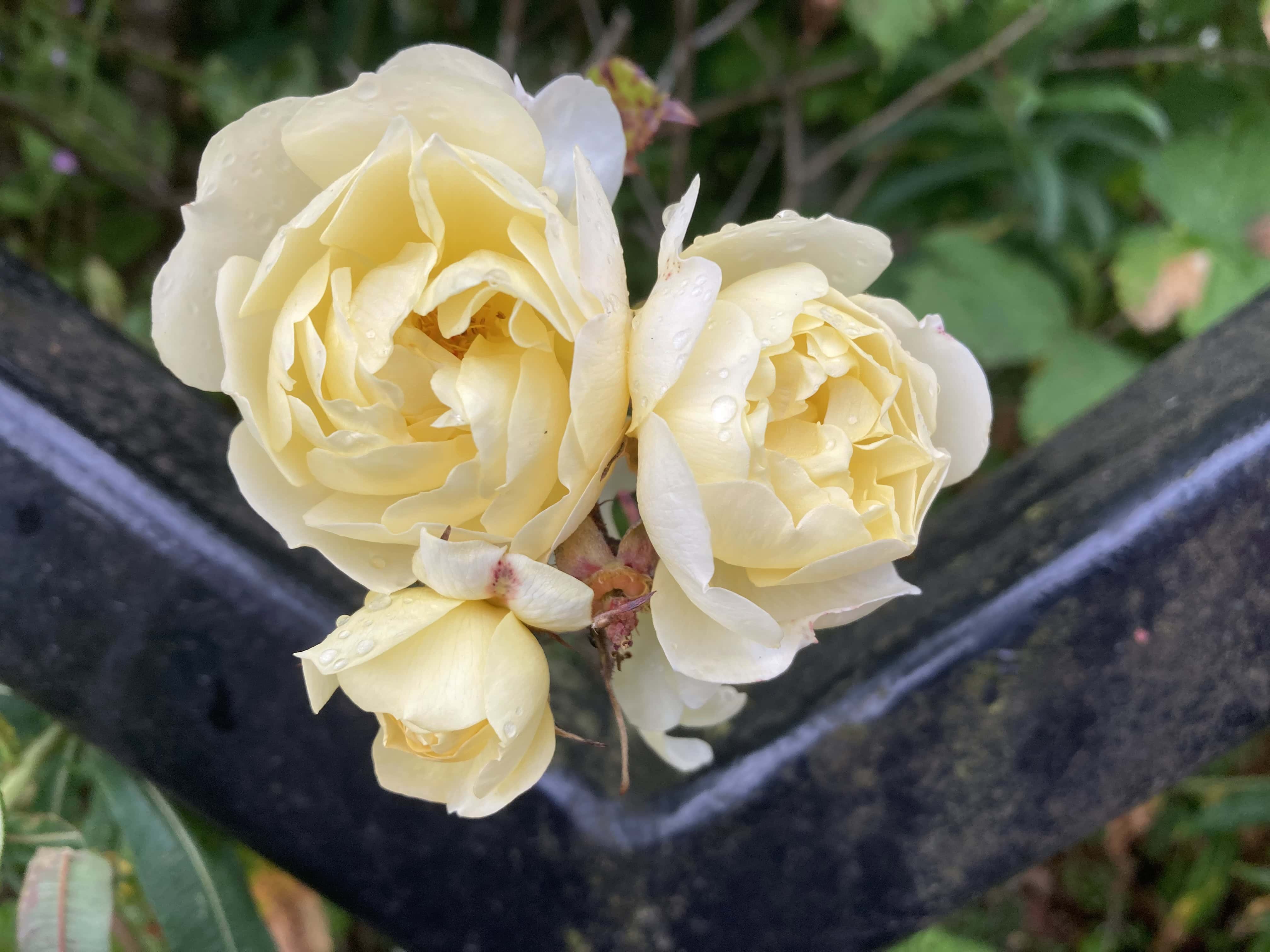 Yellow Roses