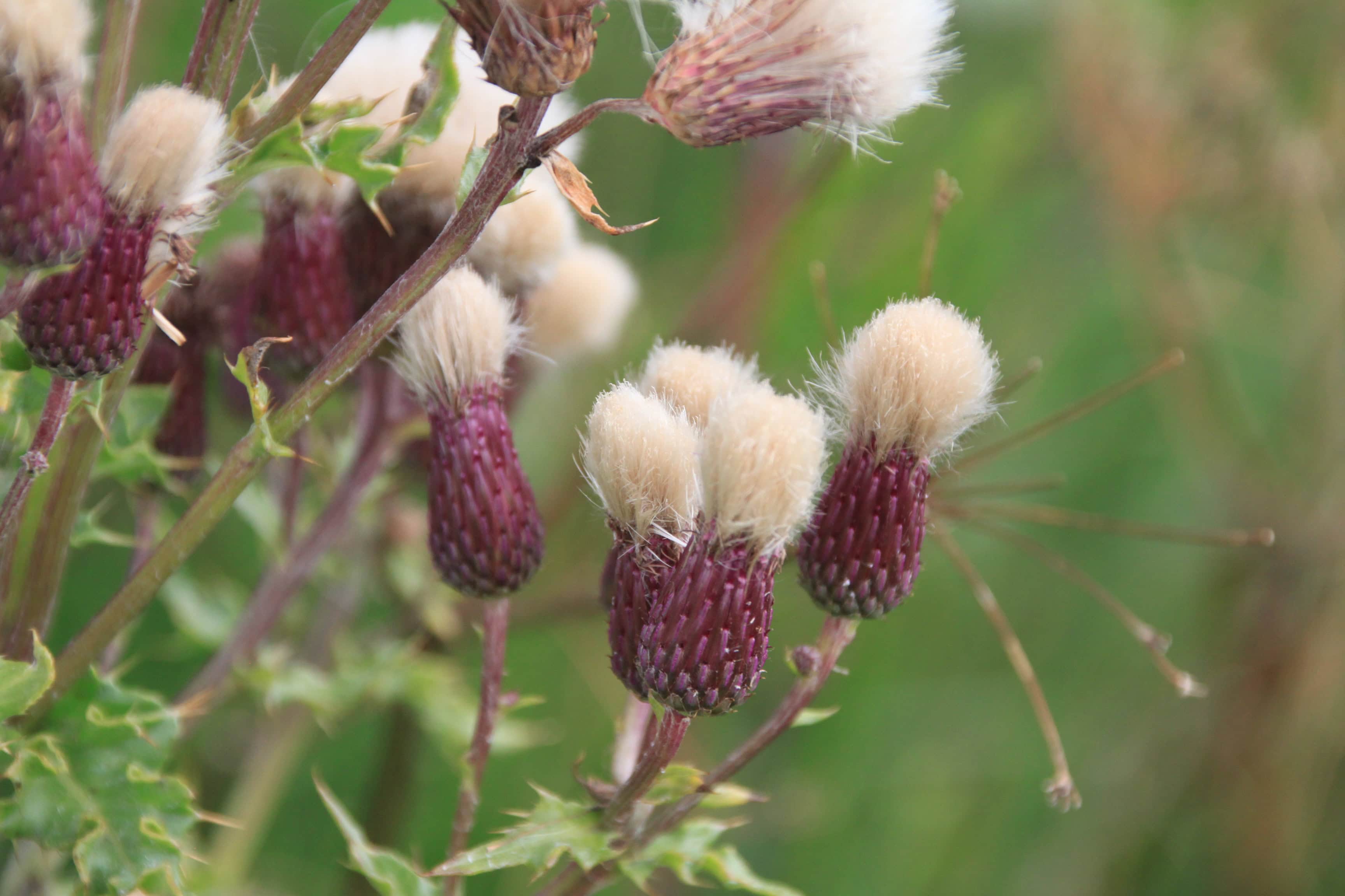 Creeping thistle