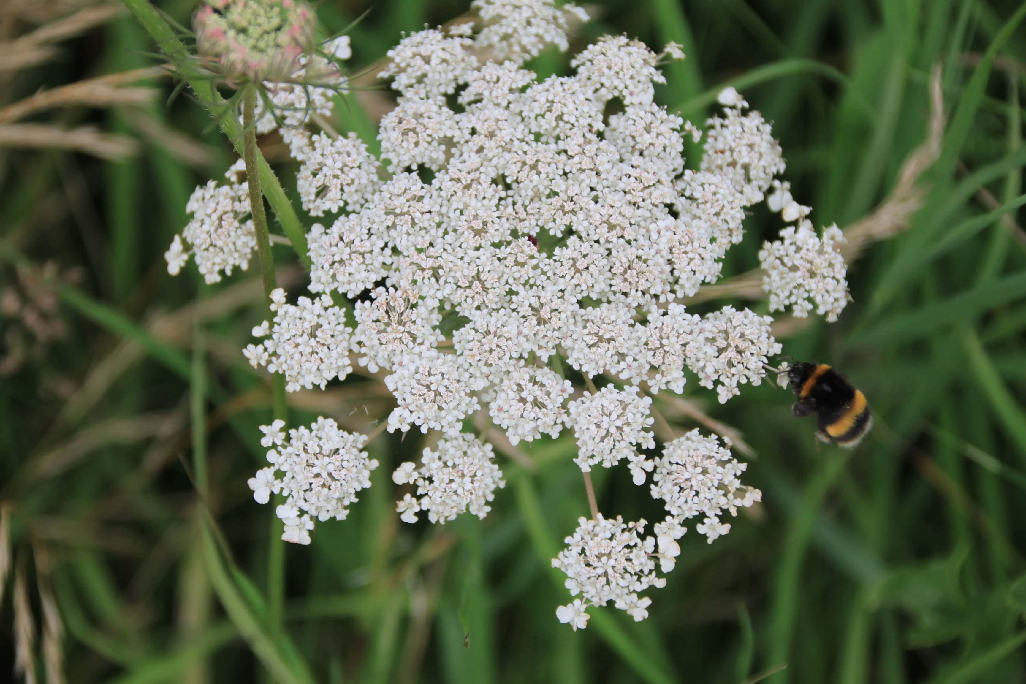 Daucus Carota