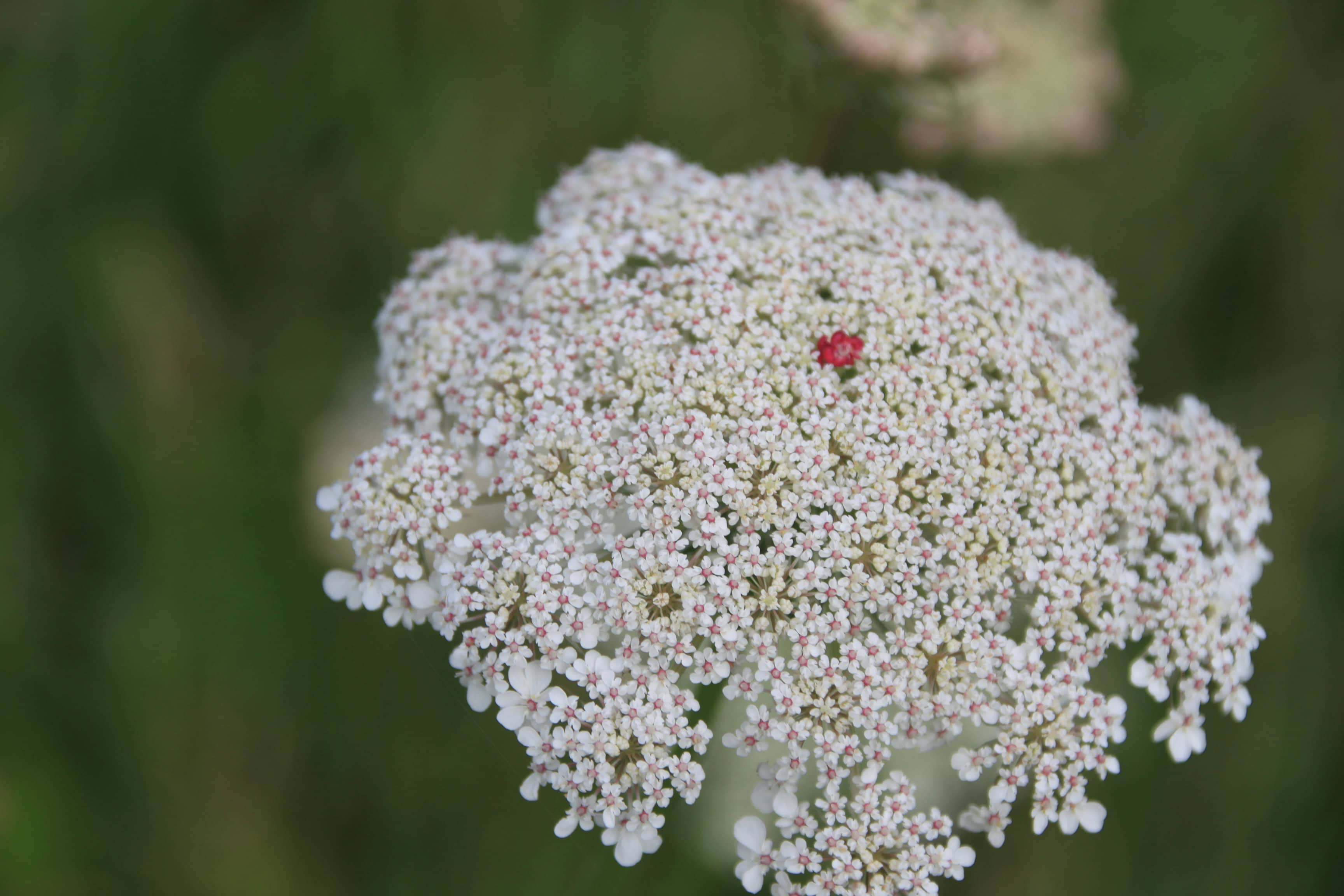 Daucus Carota