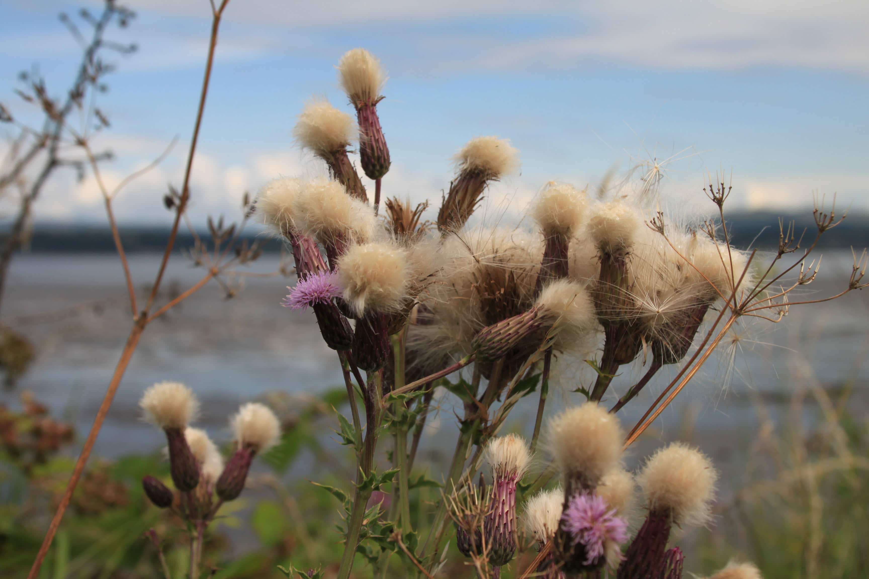 Creeping Thistle