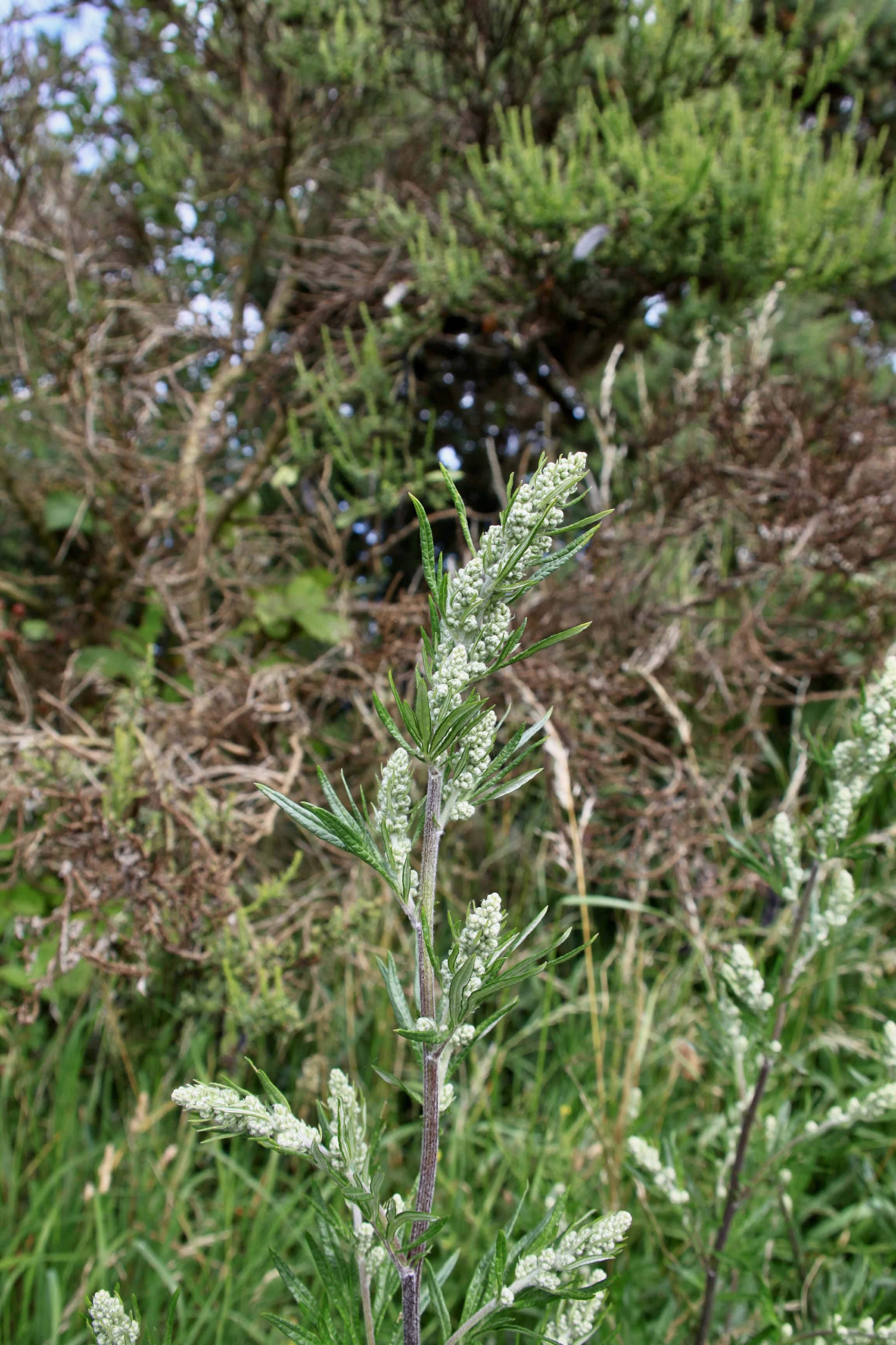 Mugwort
