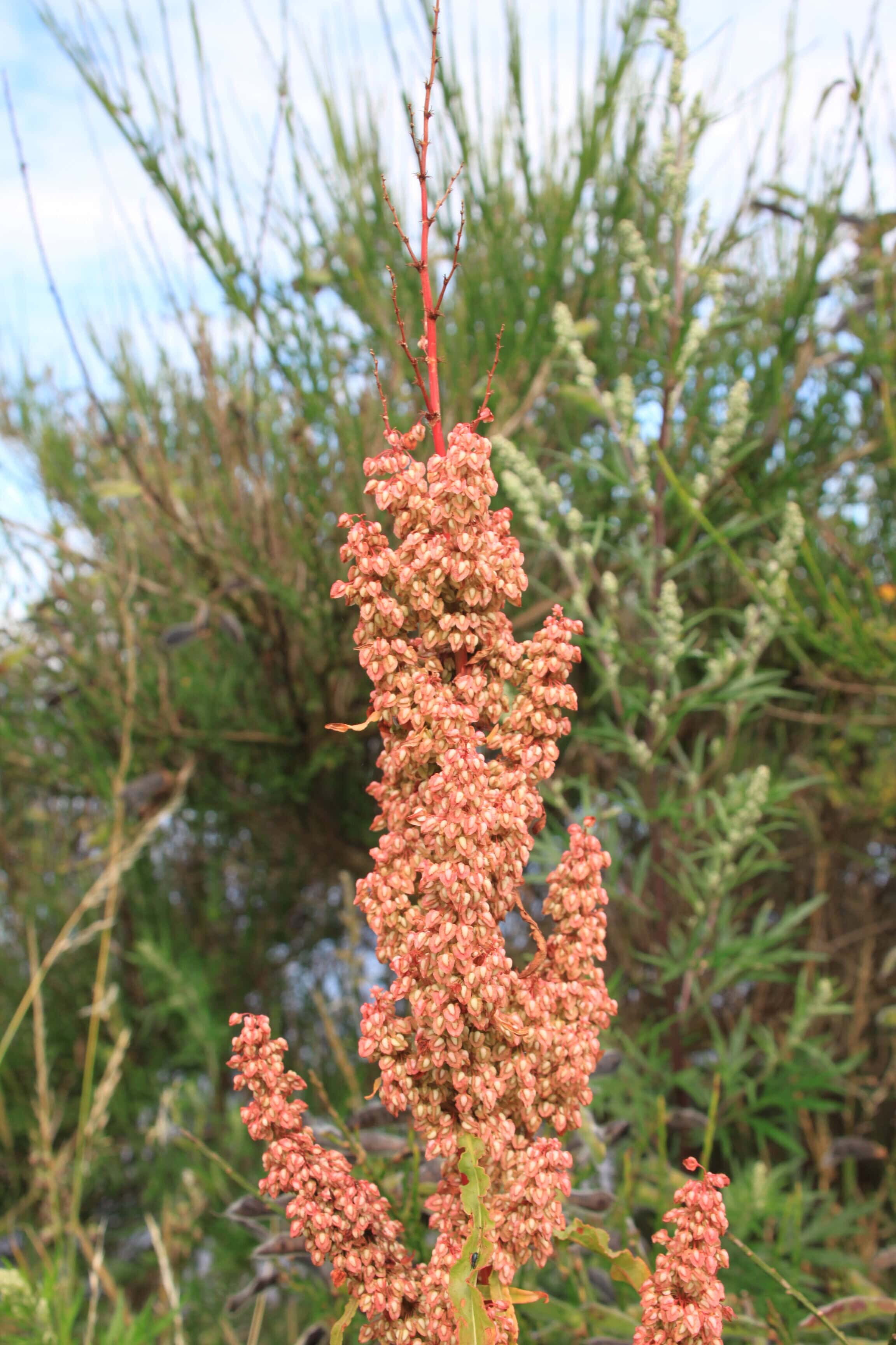 Quinoa