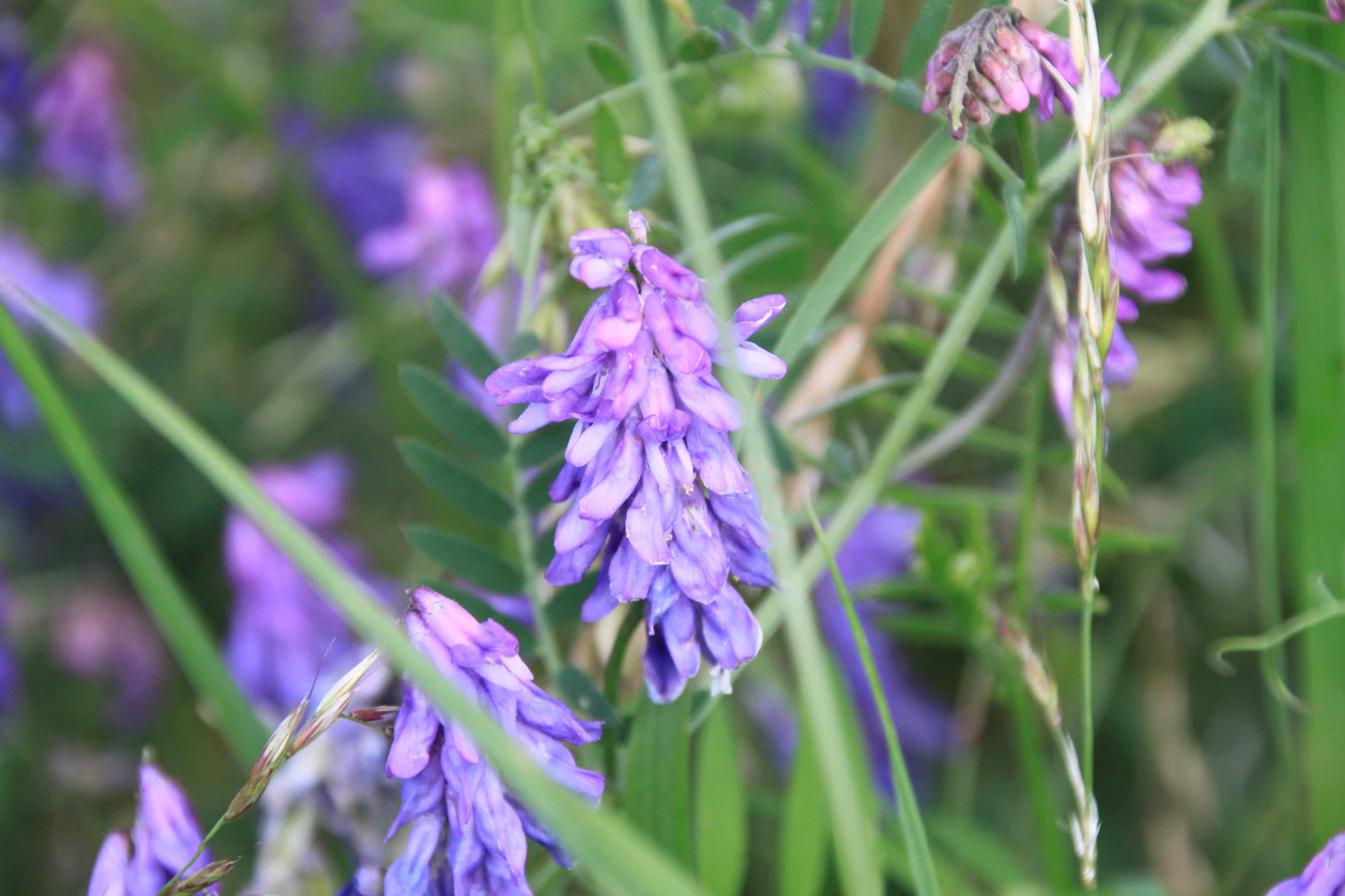 Bird Vetch