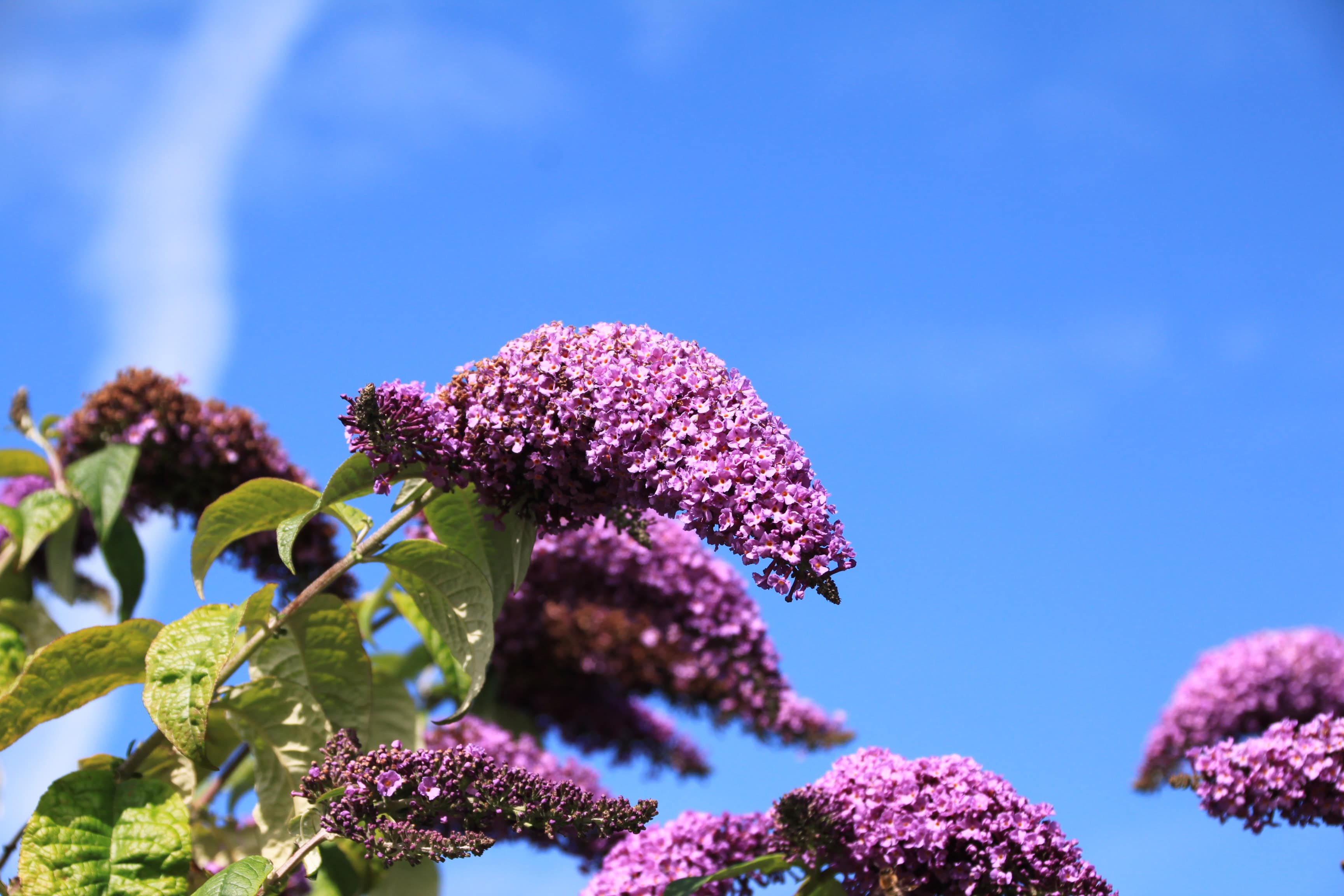 Butterfly-Bush