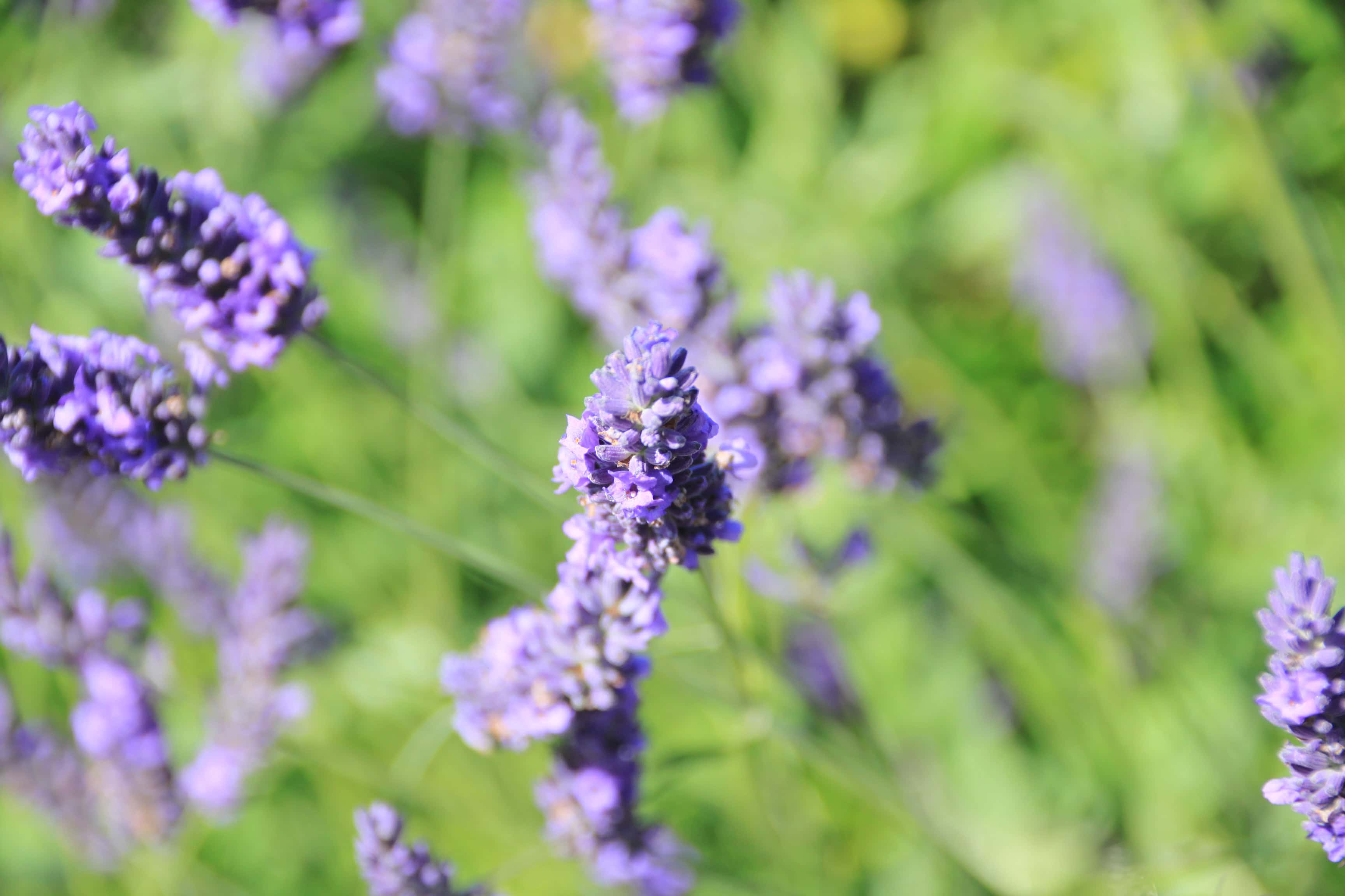 Lavender