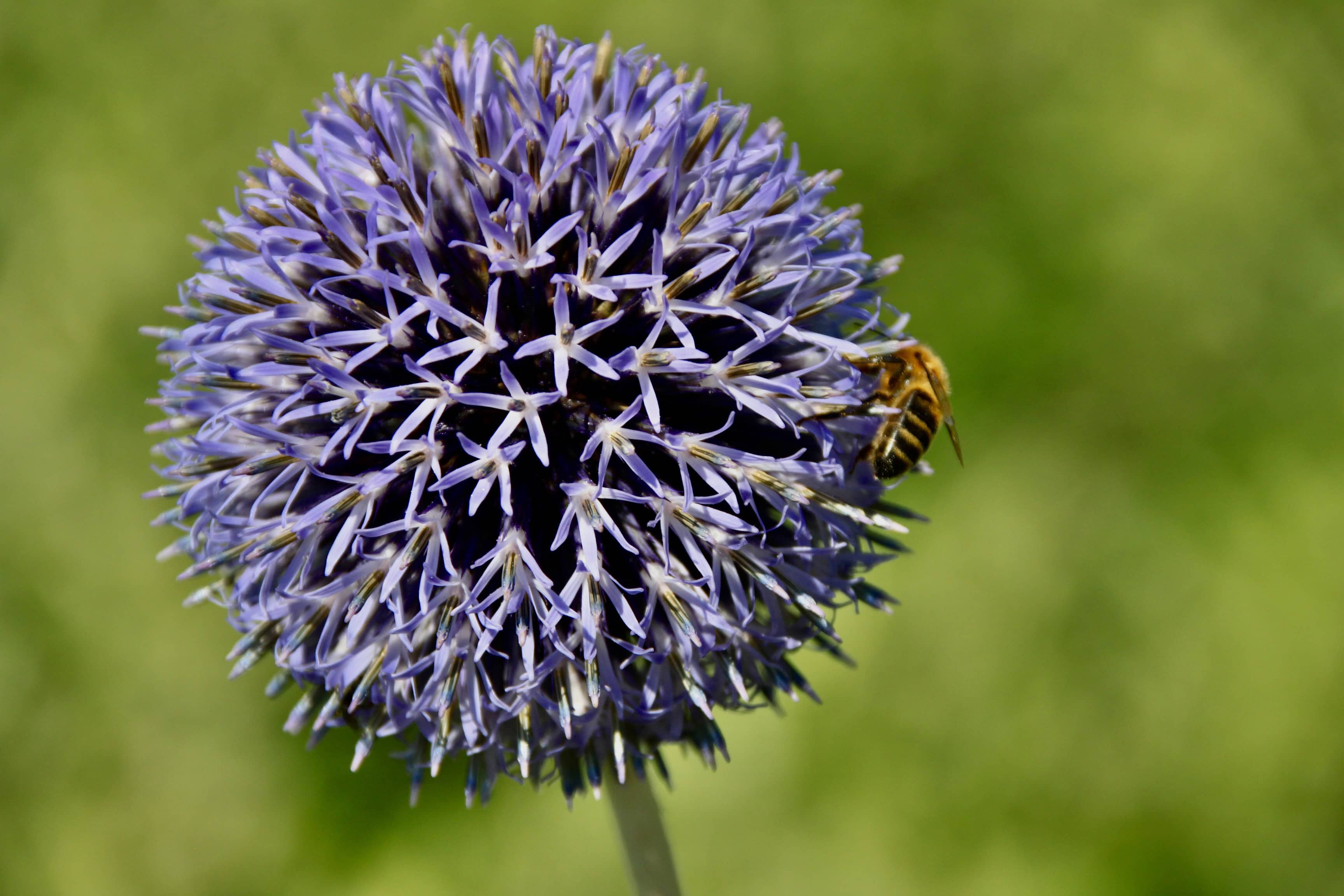 Blue Globe Thistle