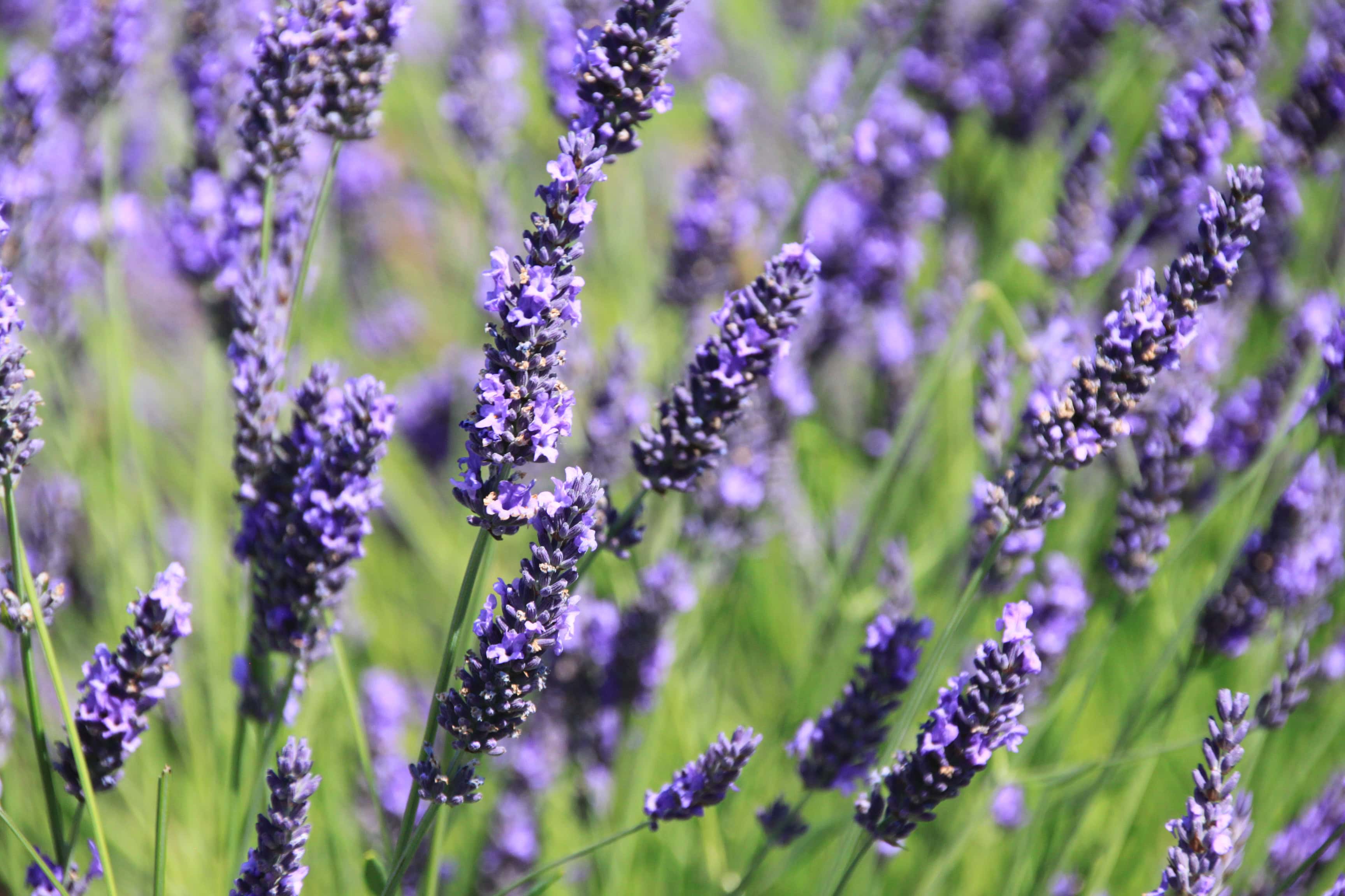 Lavender