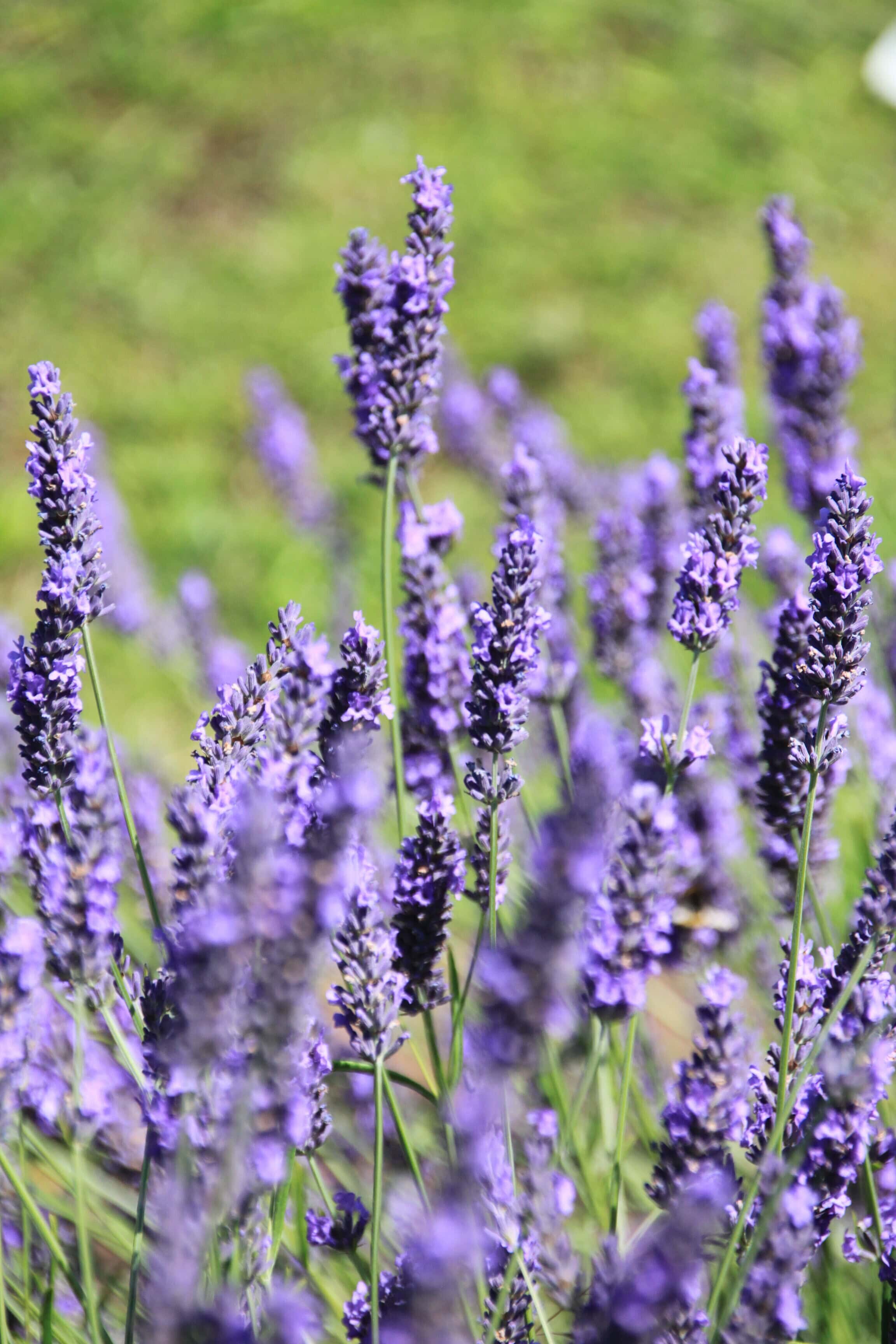 Lavender