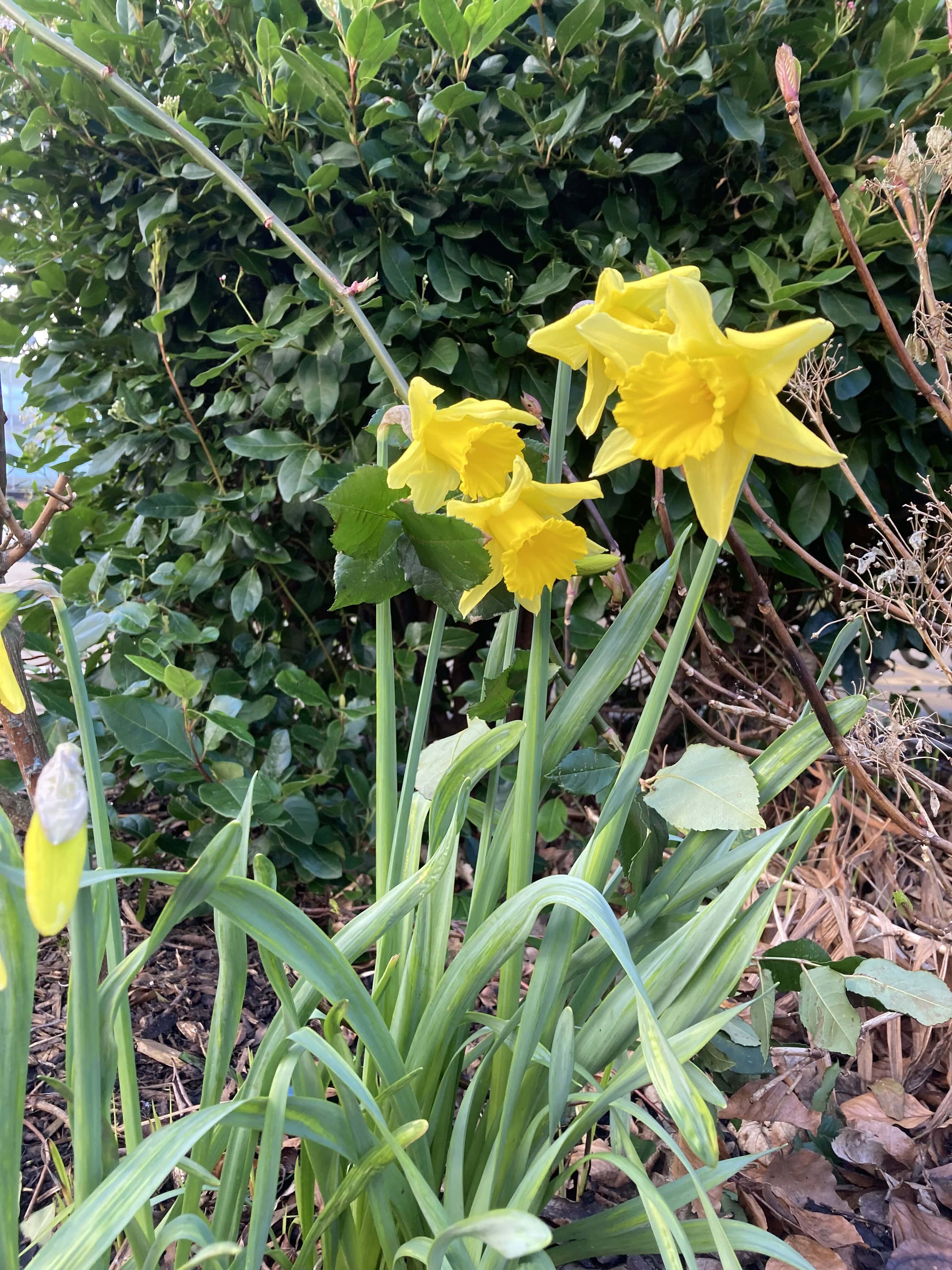Daffodils