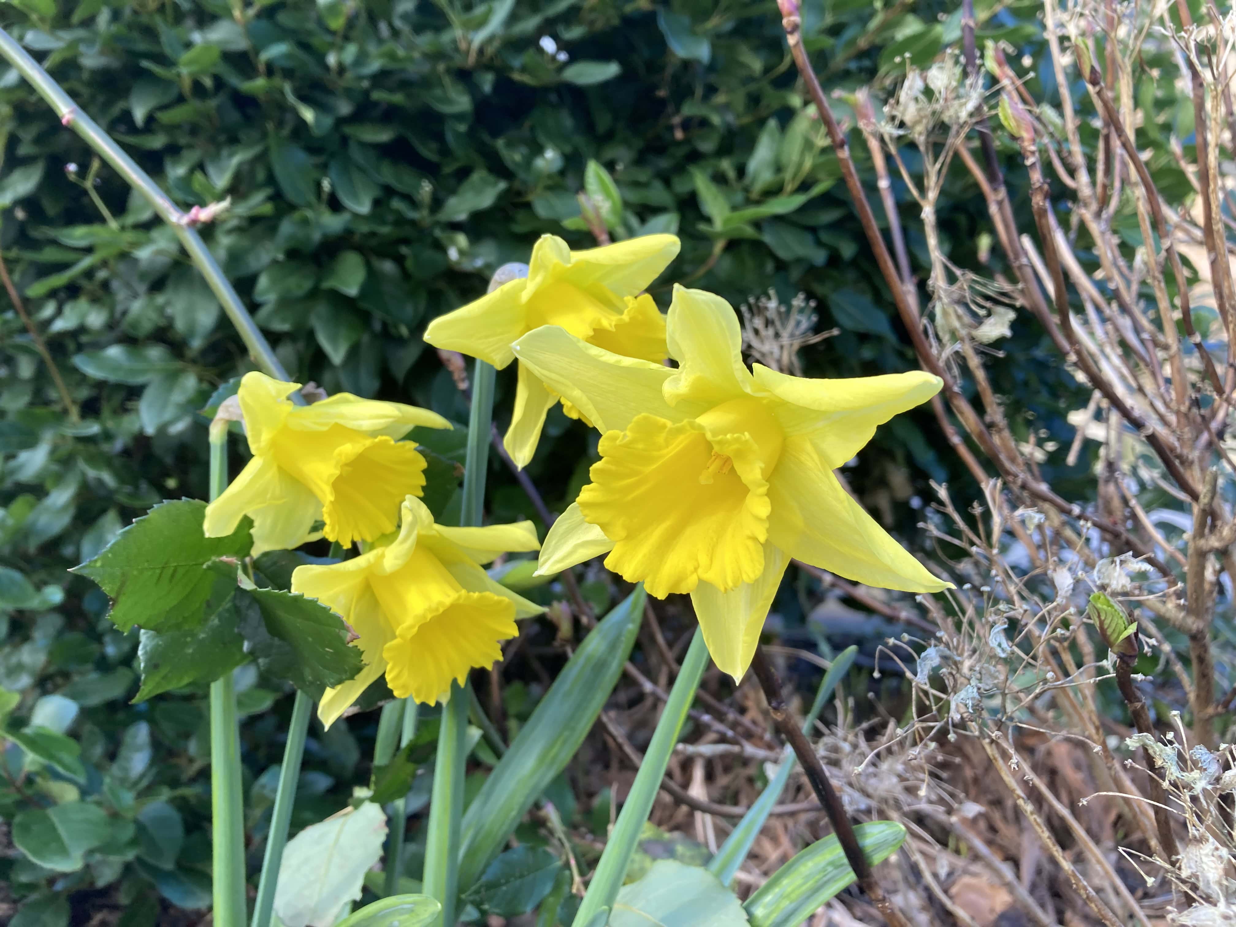 First Daffodils: FOTD Mar 02 with AI Artistry