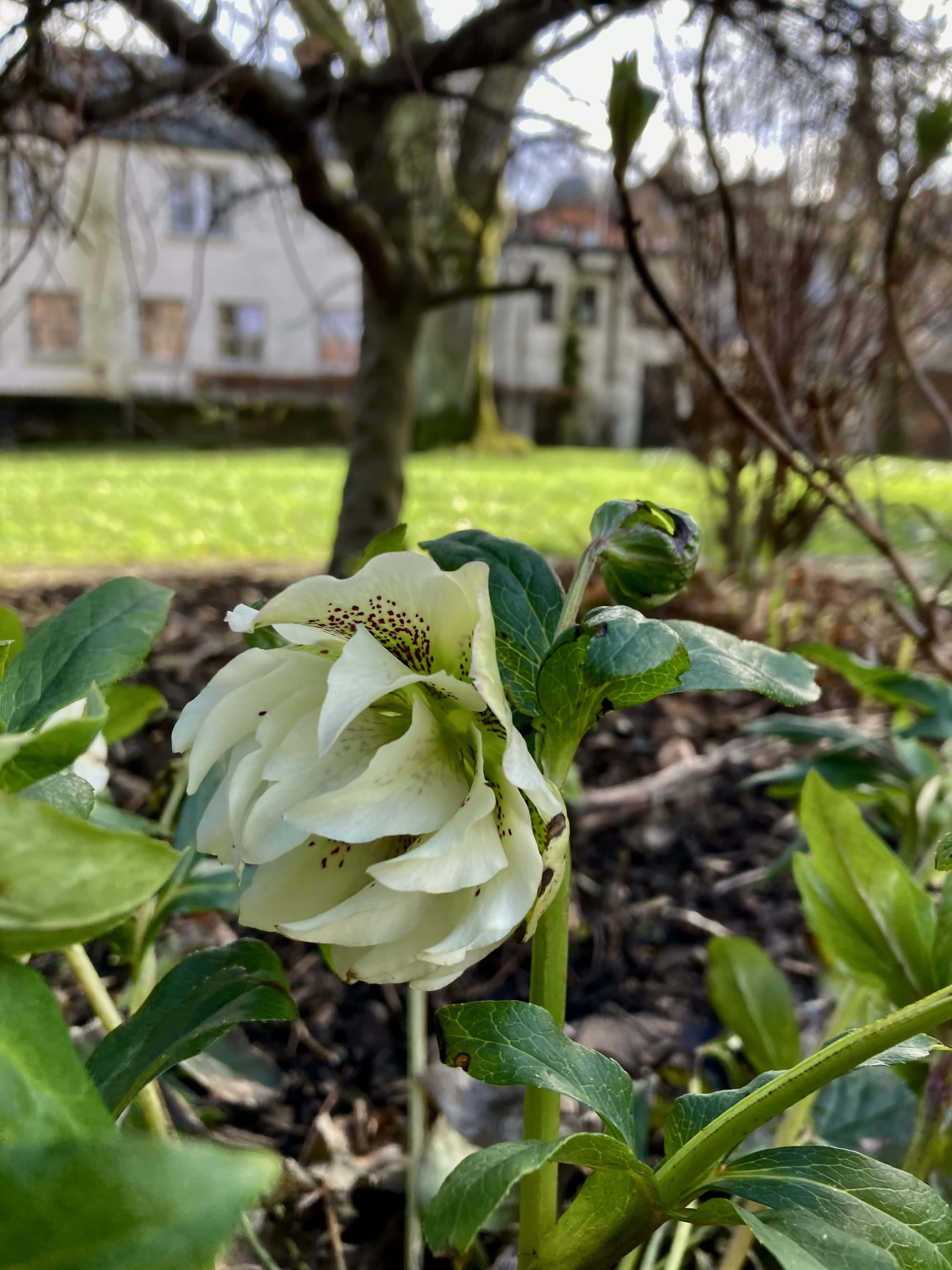 Hellebore