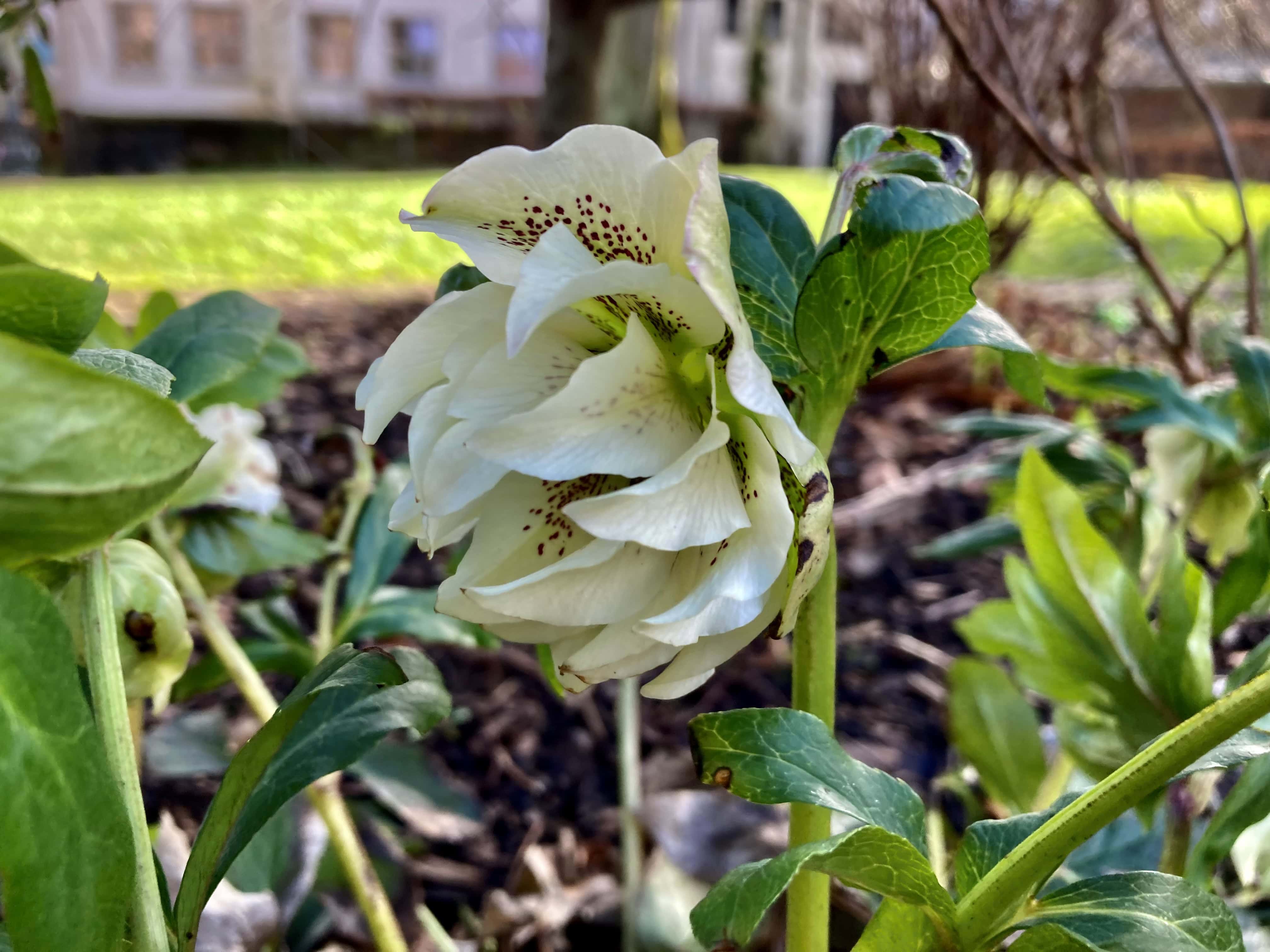 Hellebore