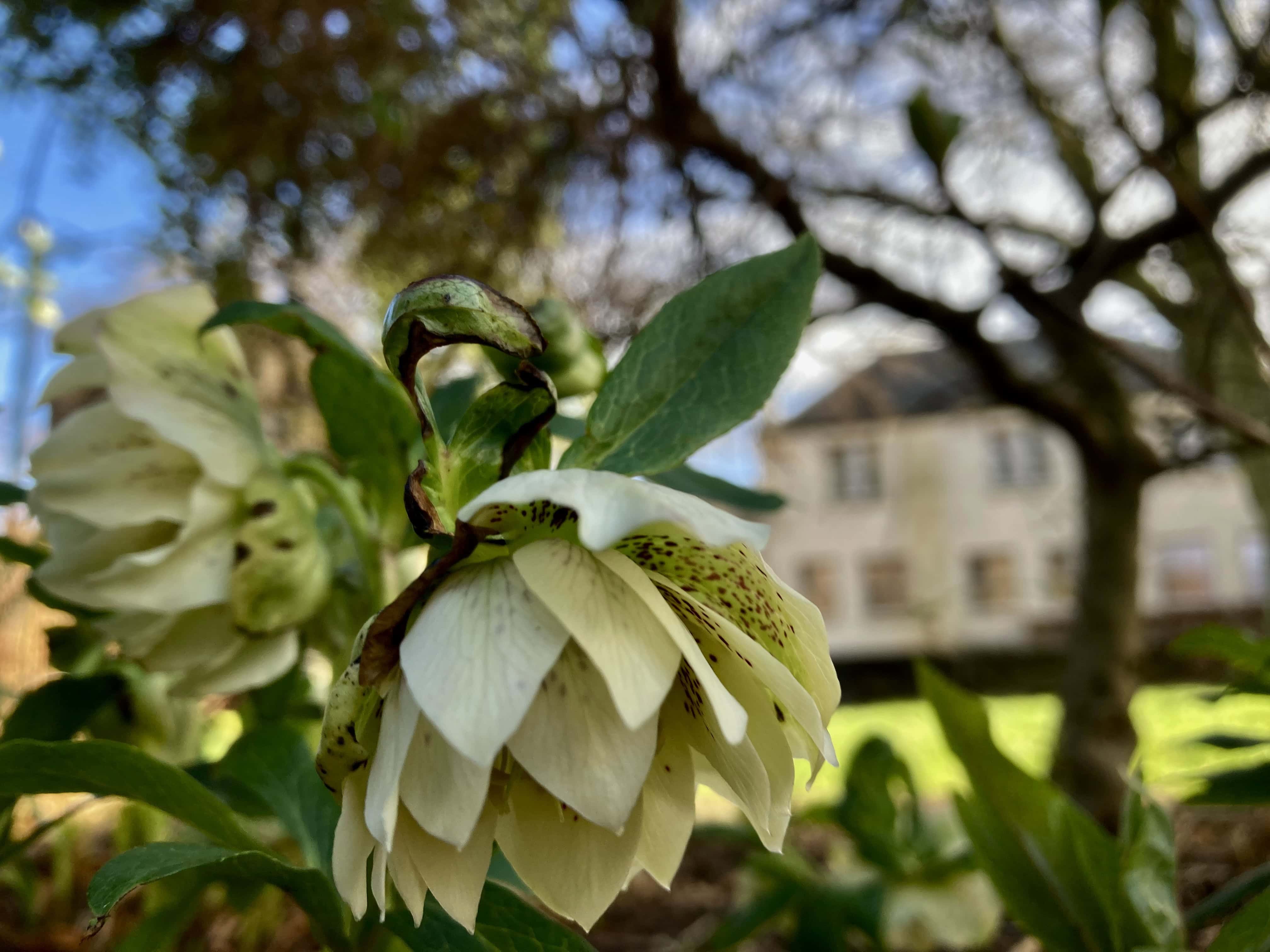 Hellebore
