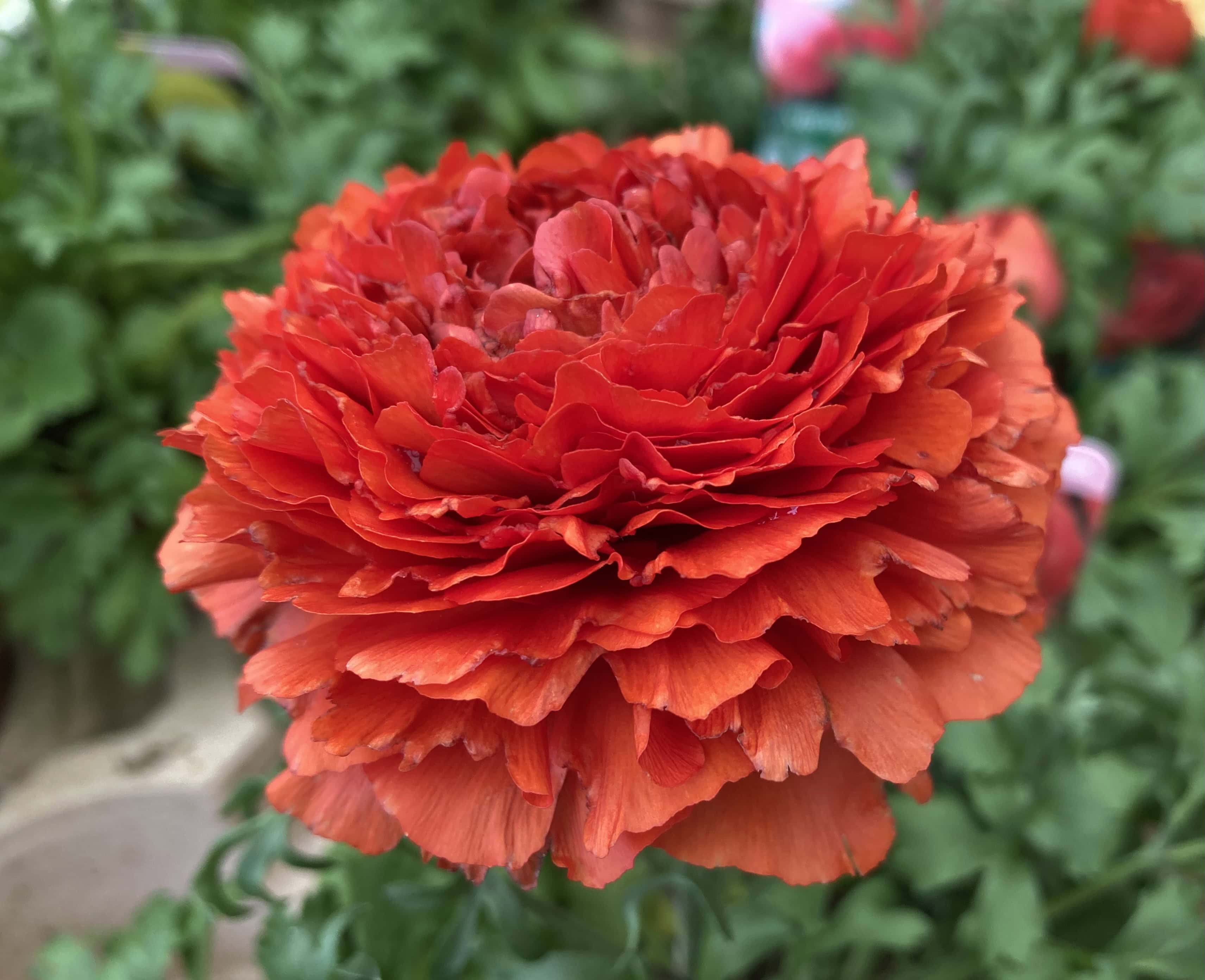 Ranunculus Asiaticus