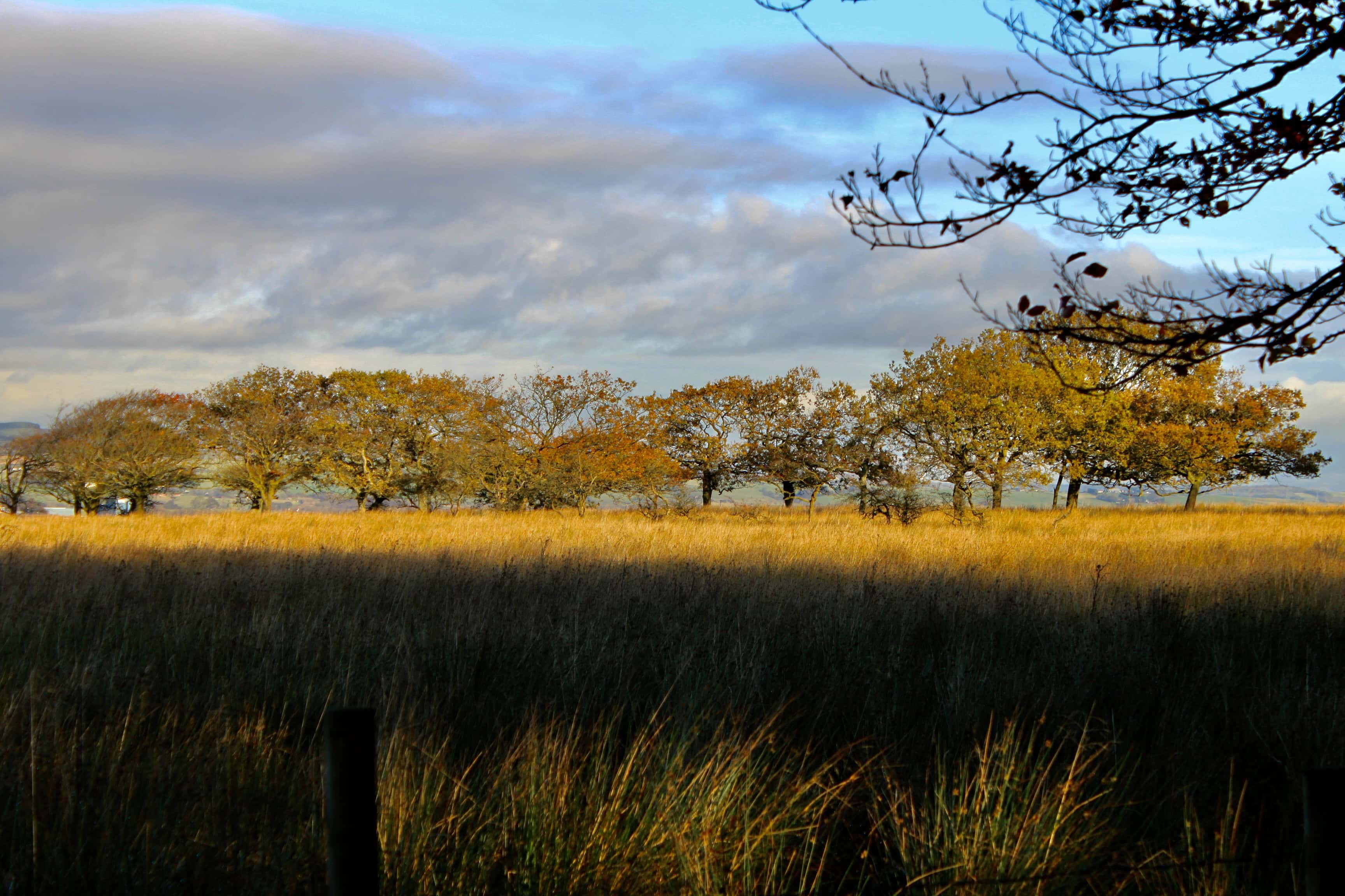 Autumn Song — Lens-Artists Challenge #297