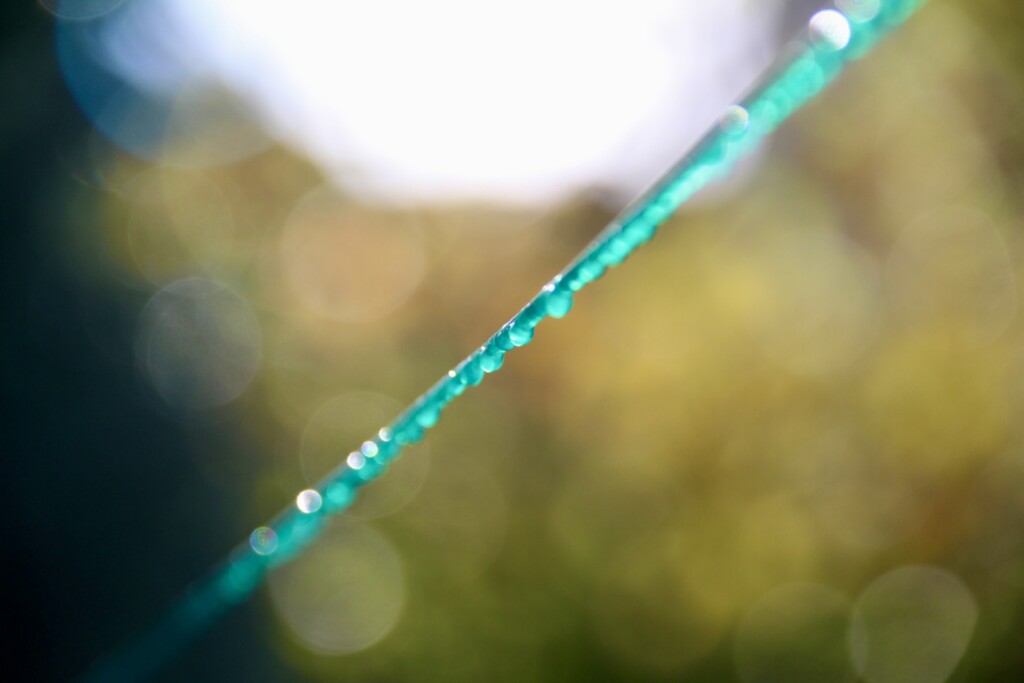 Dew on a washing line