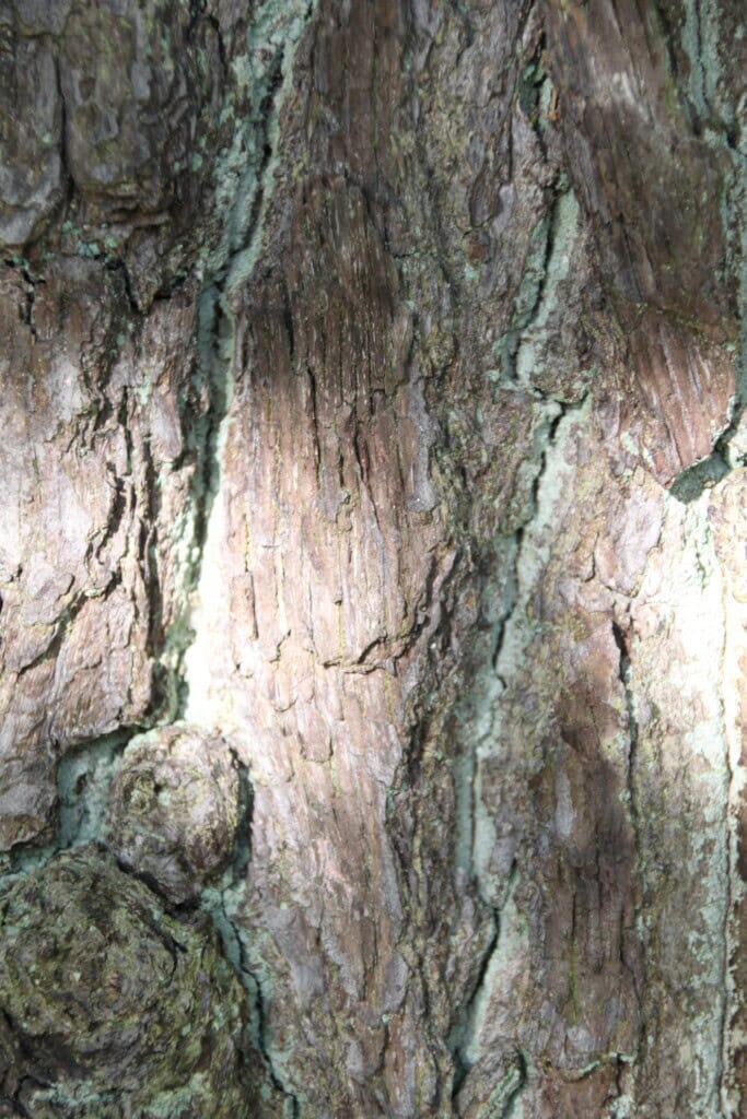 Tree bark