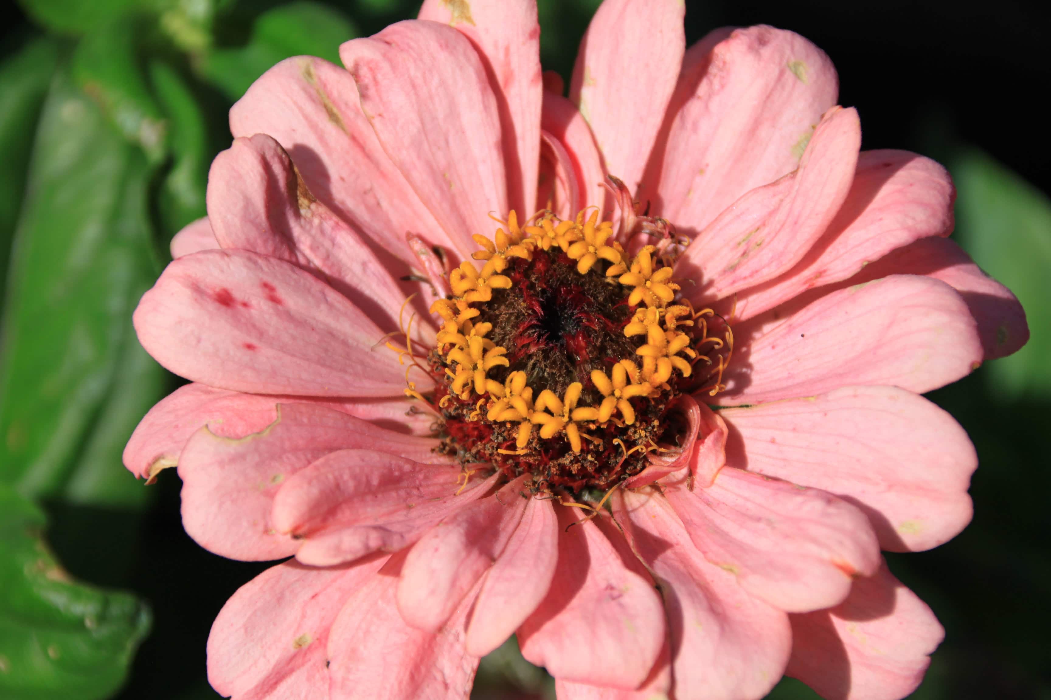 Zinnia