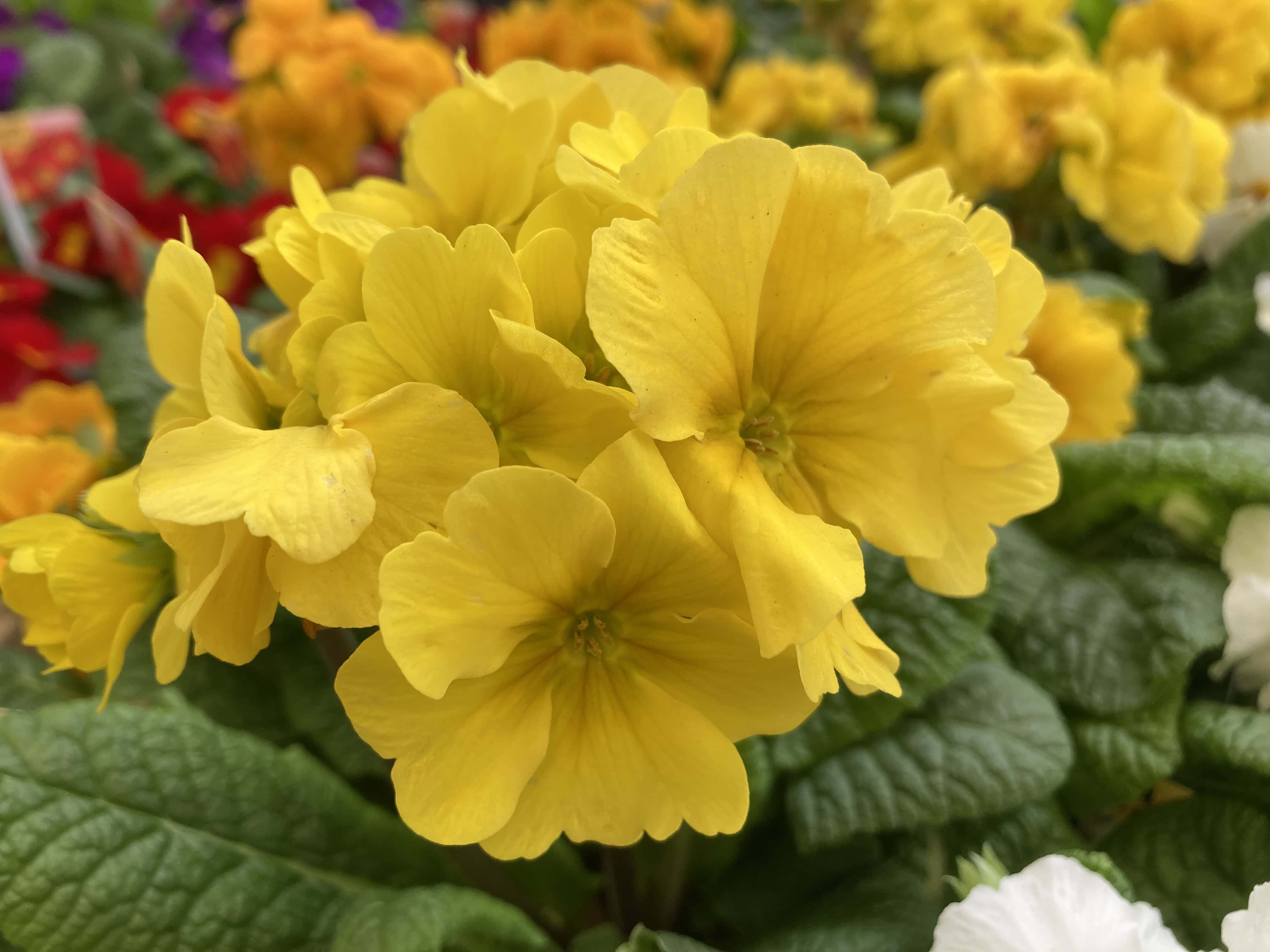 Primroses