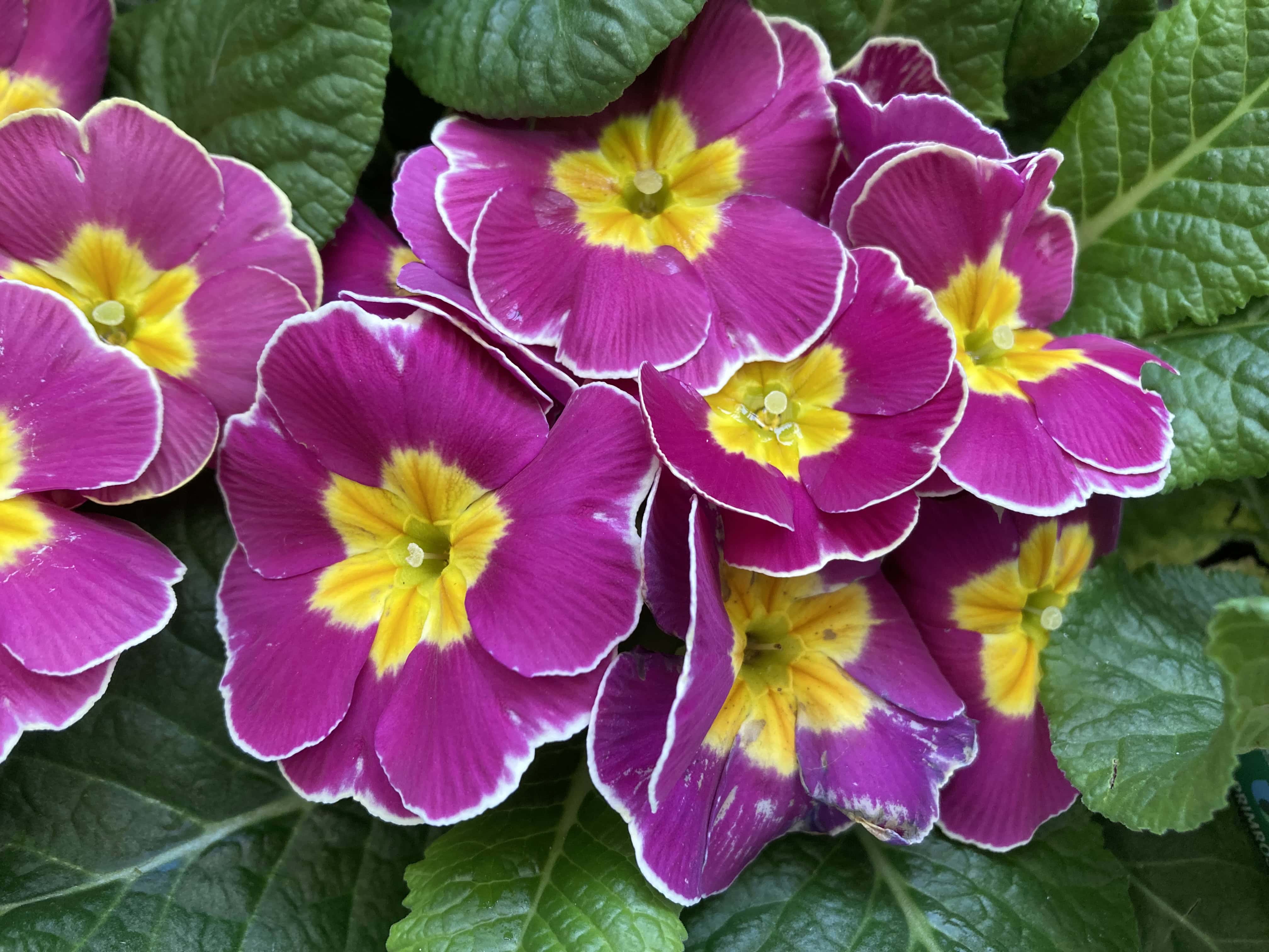 Primroses