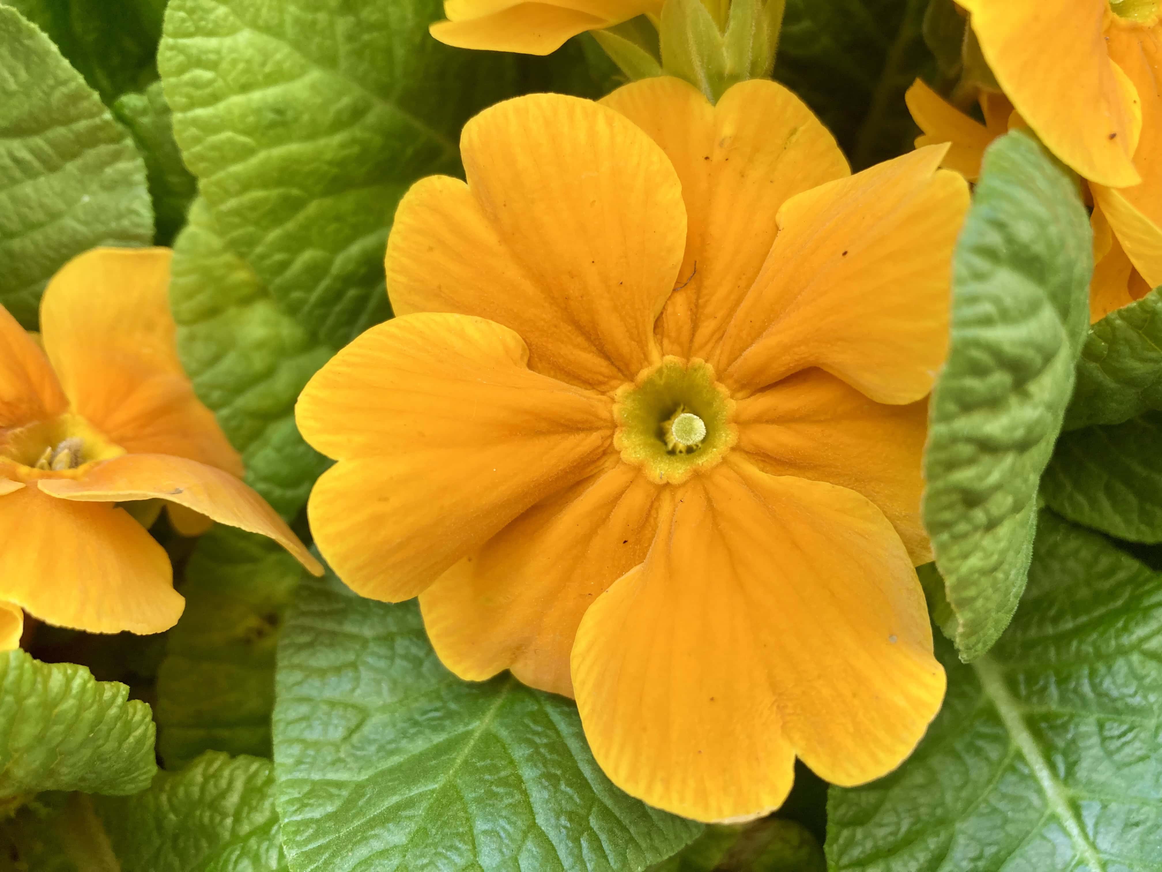 Primroses