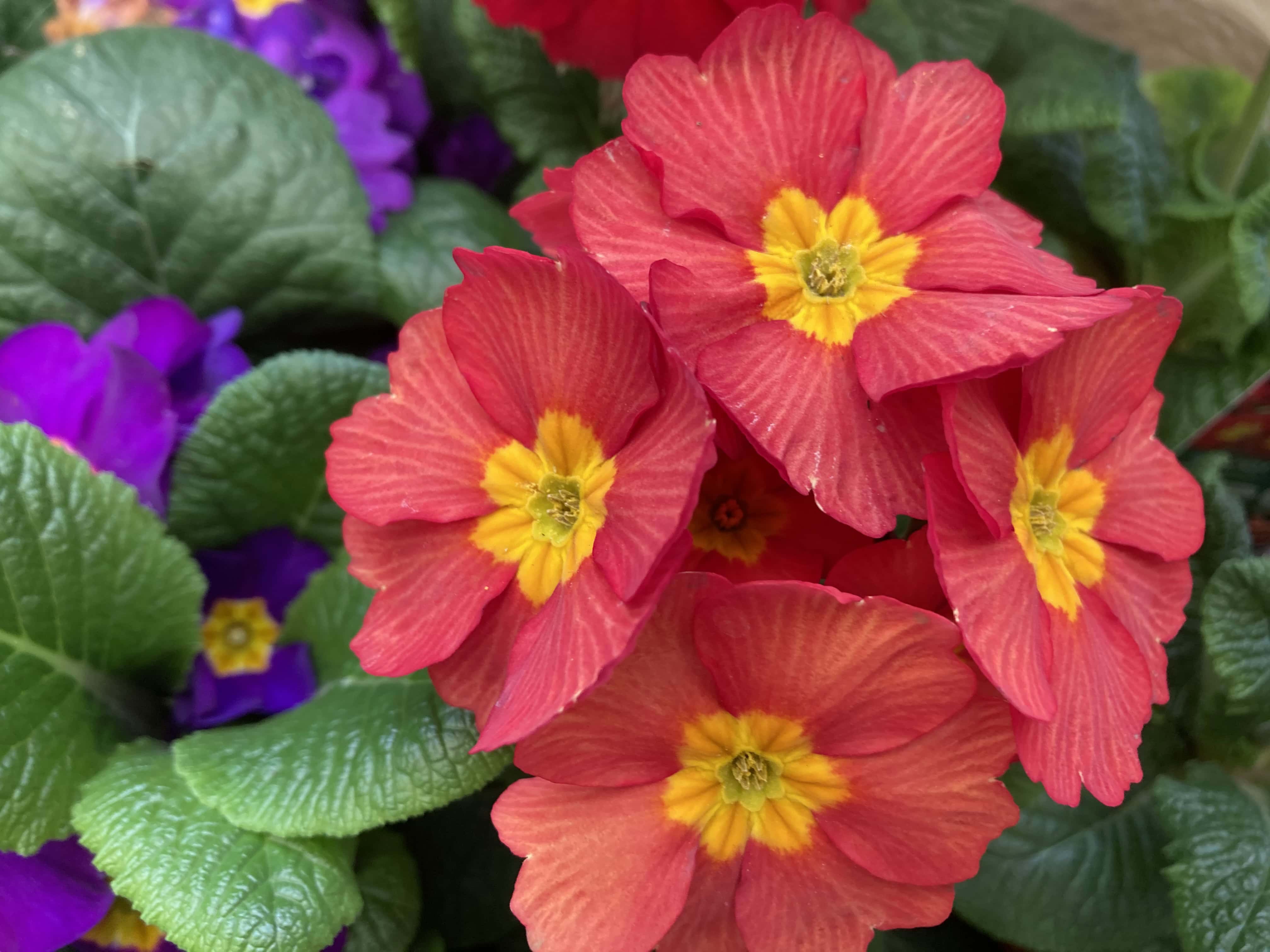 Primroses