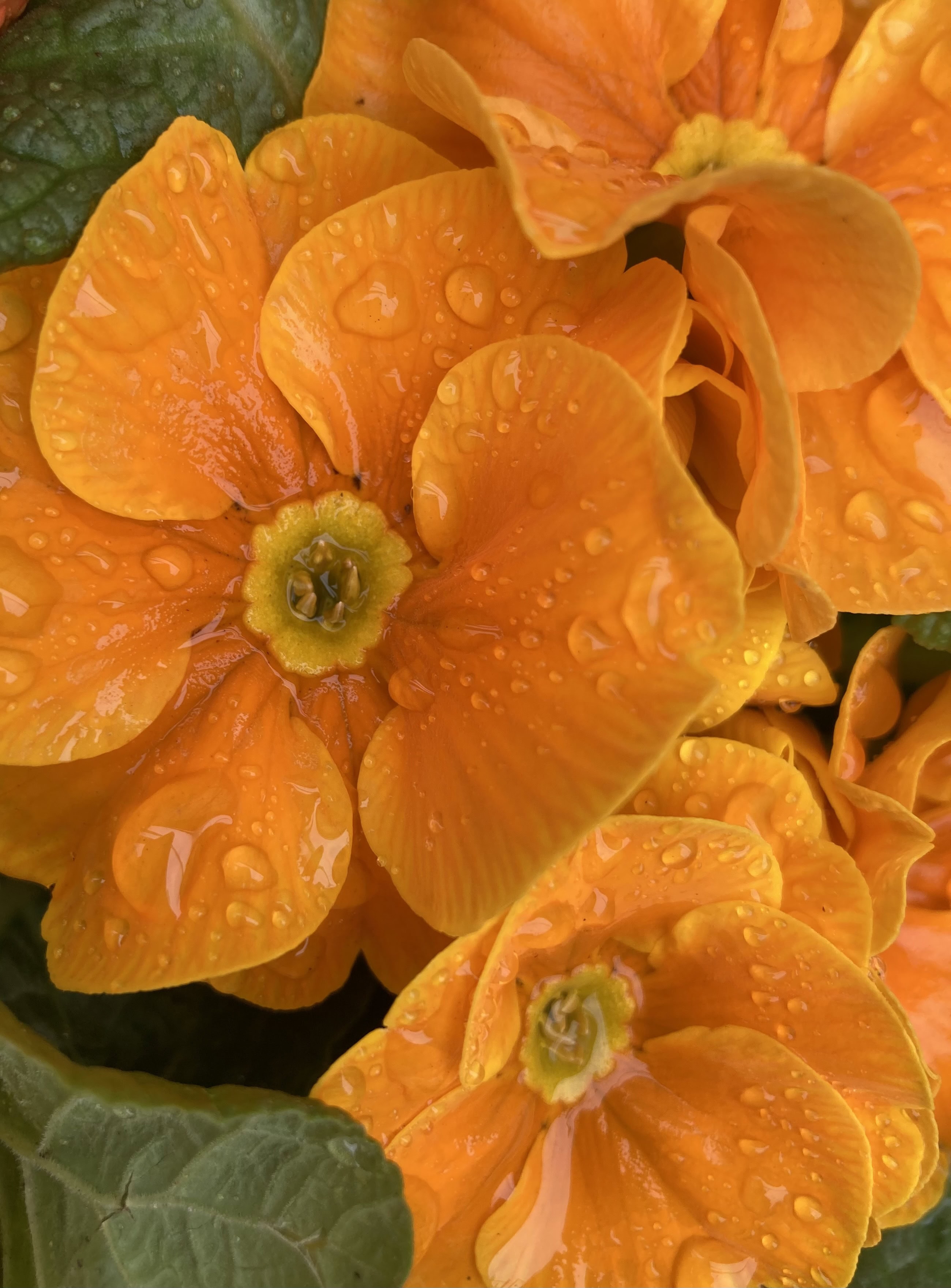 Primroses & raindrops