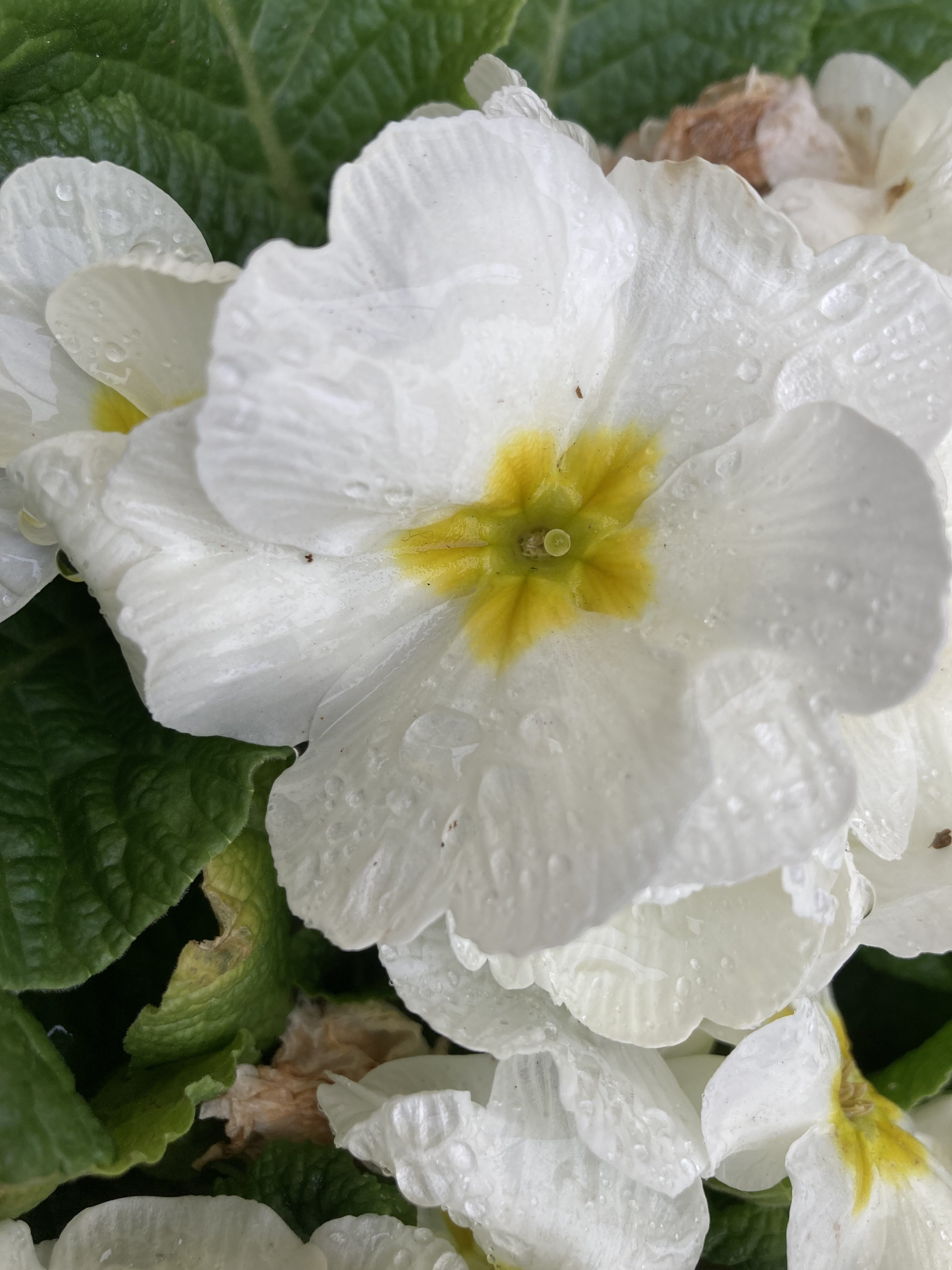 Primroses & raindrops
