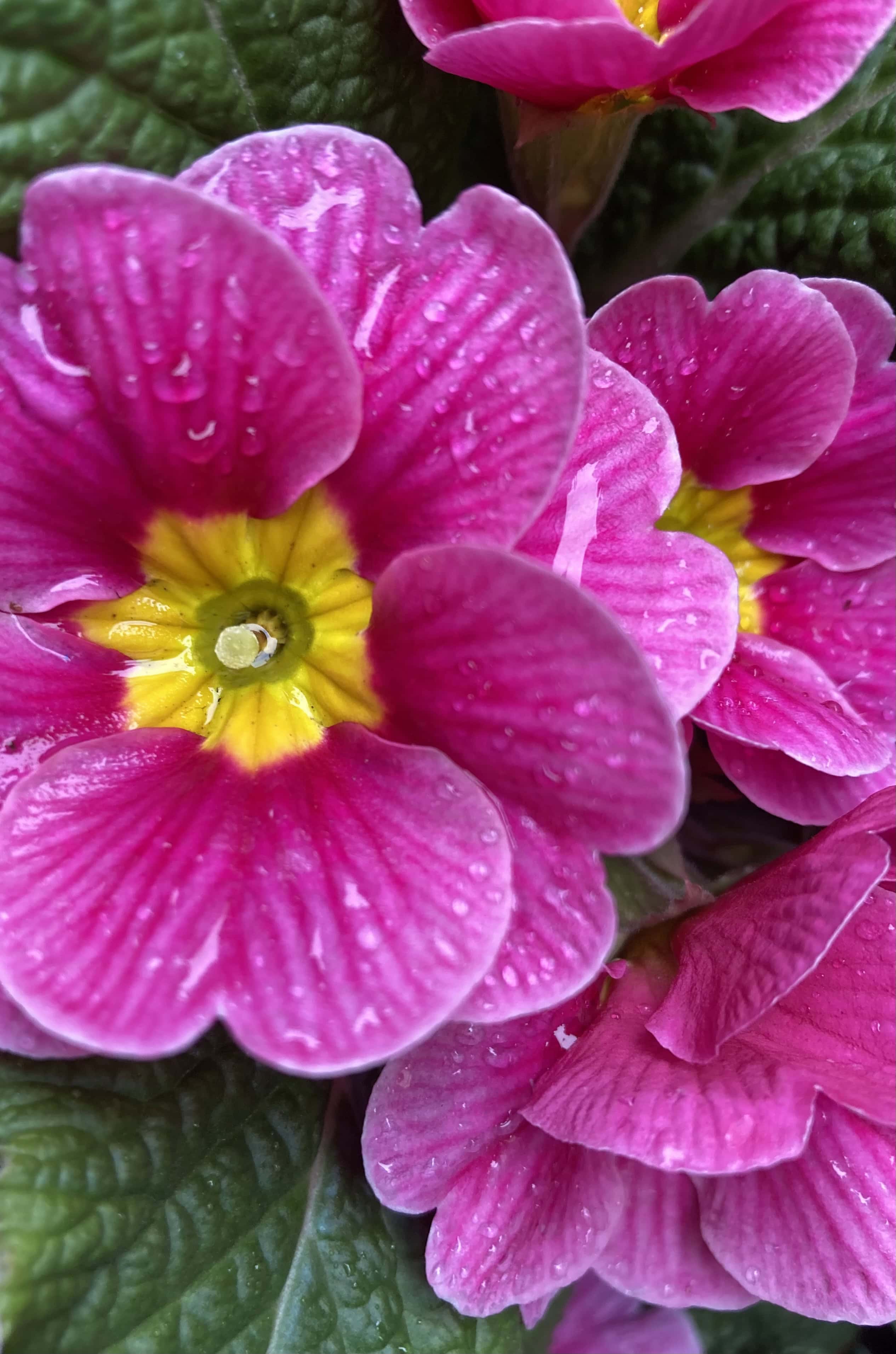 Primroses