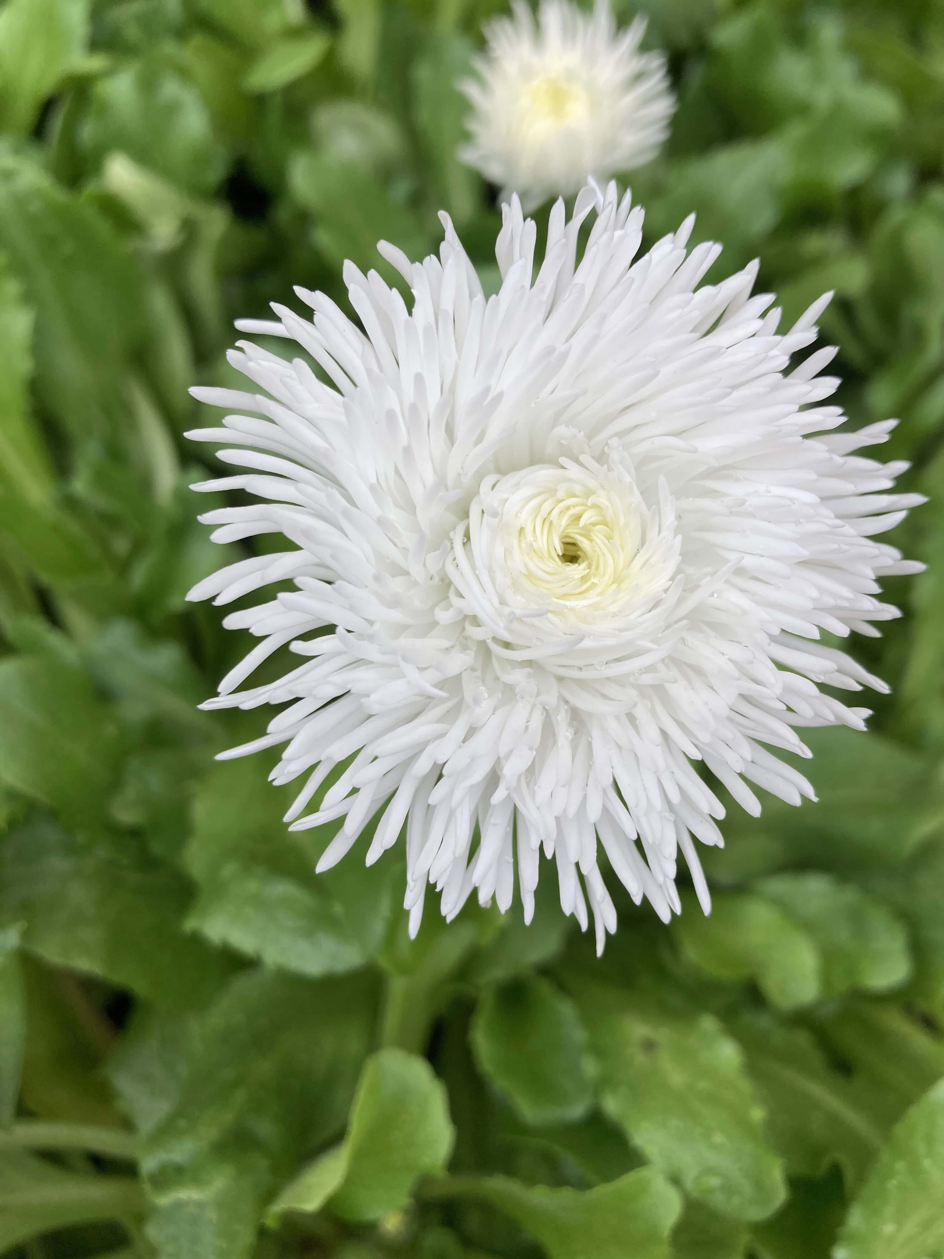 Daisy