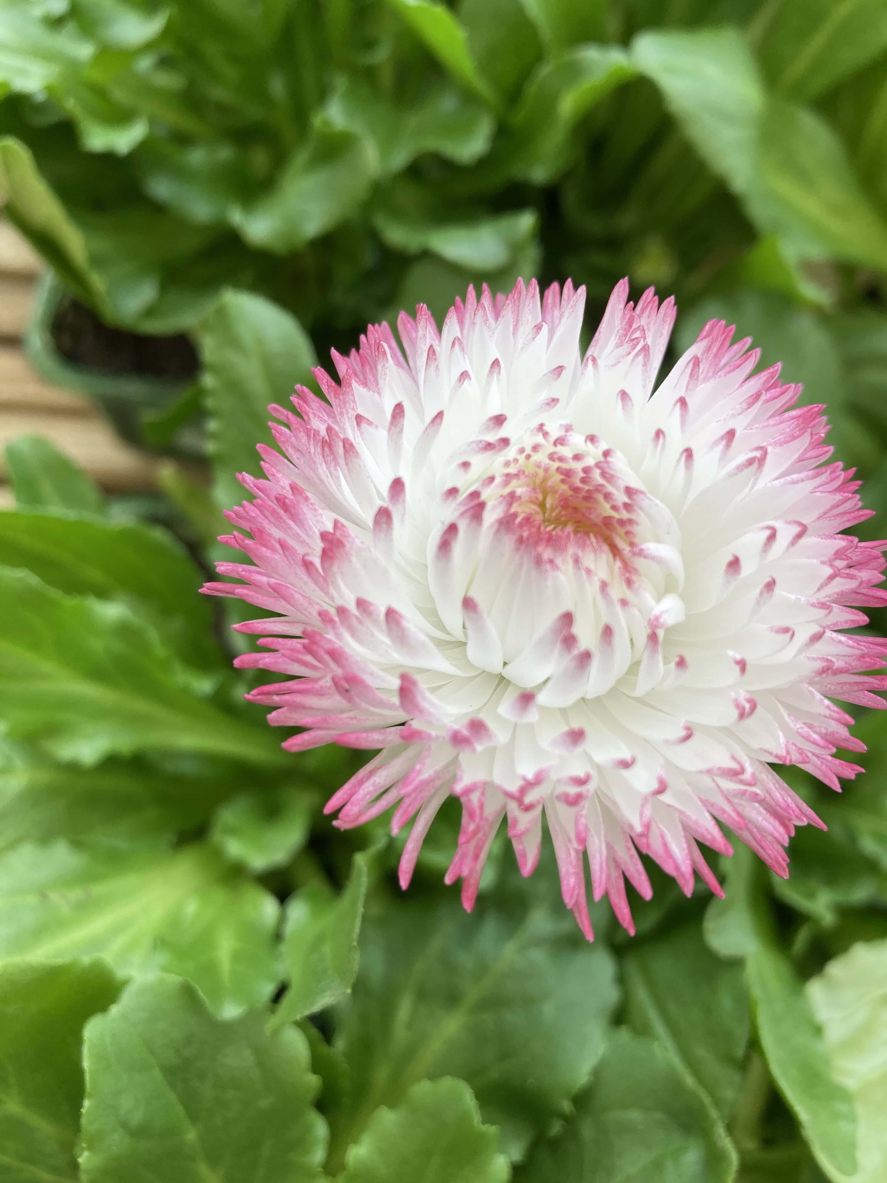 Daisy