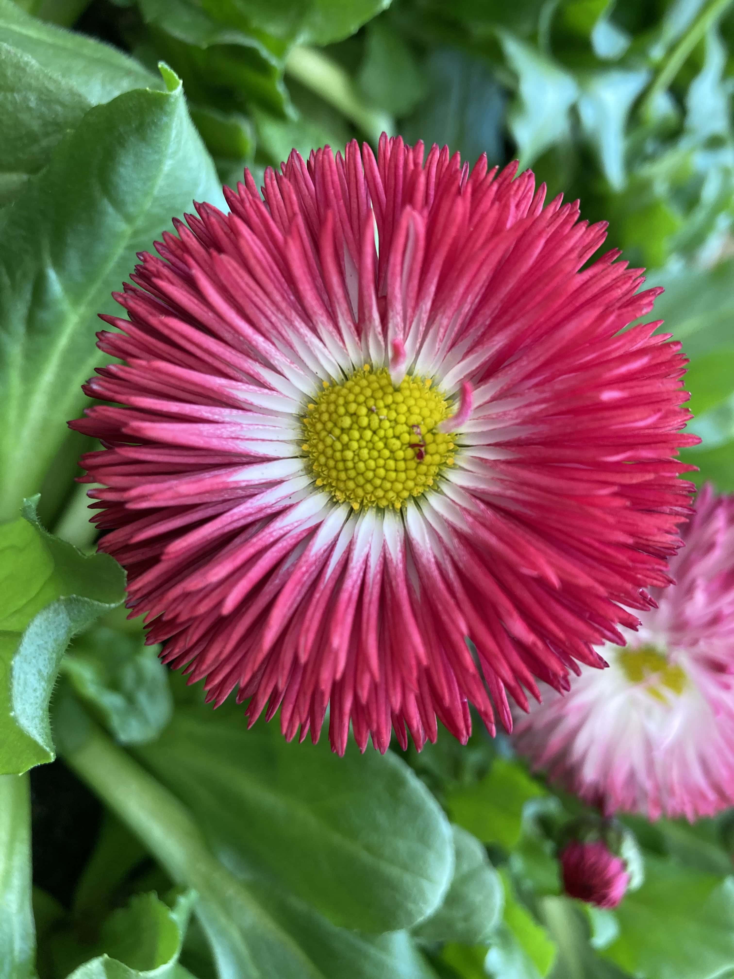 Daisy