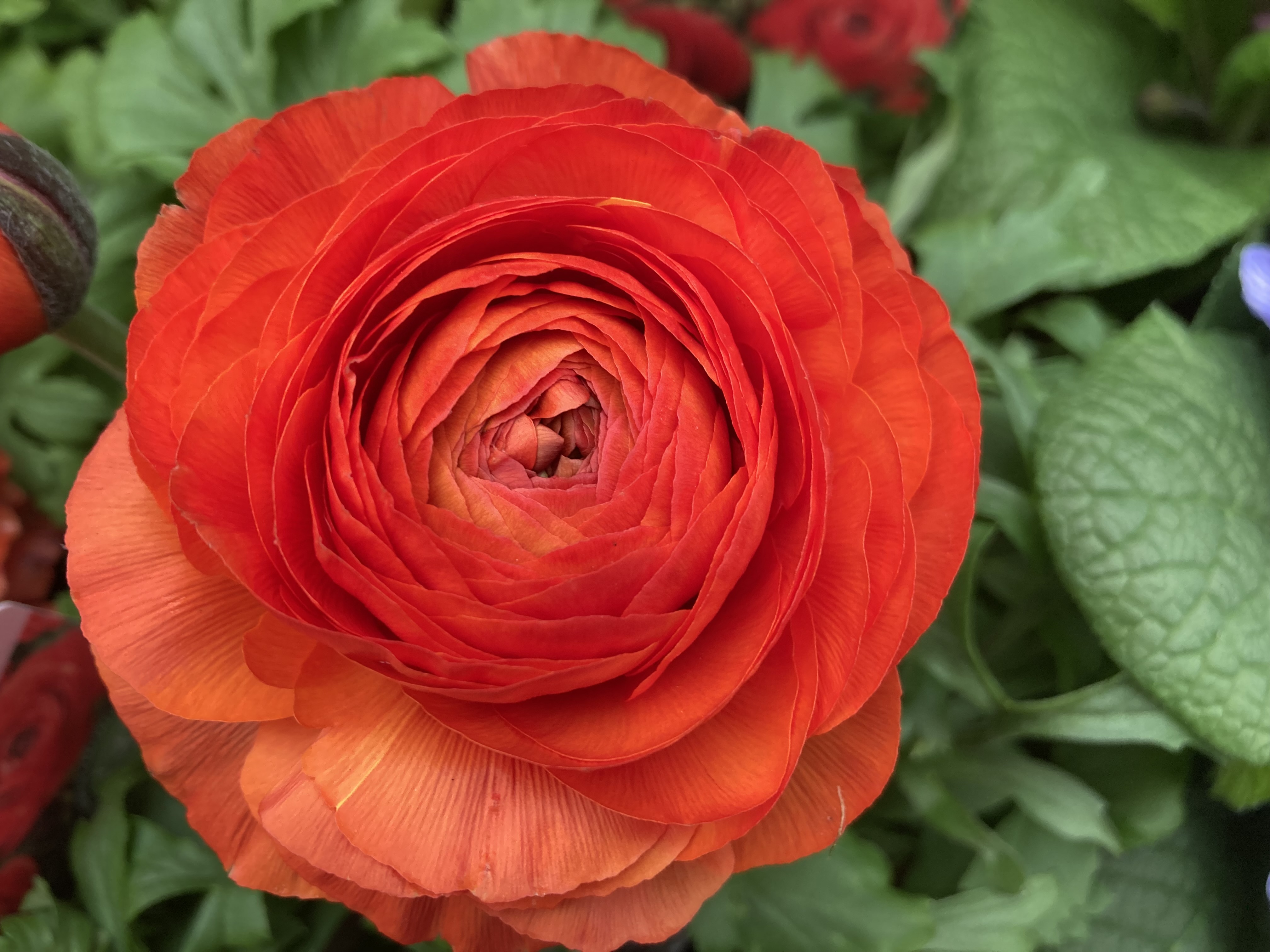 Ranunculus Asiaticus