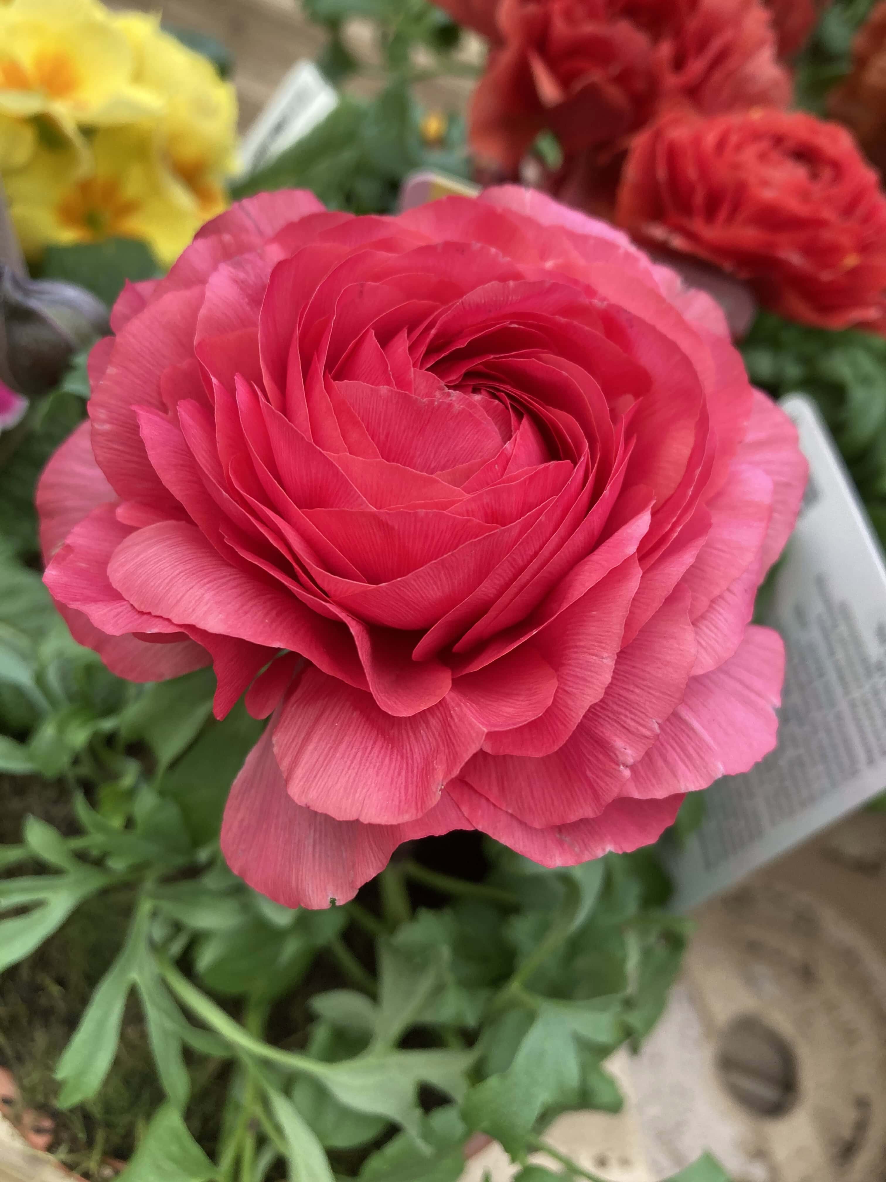 Ranunculus Asiaticus