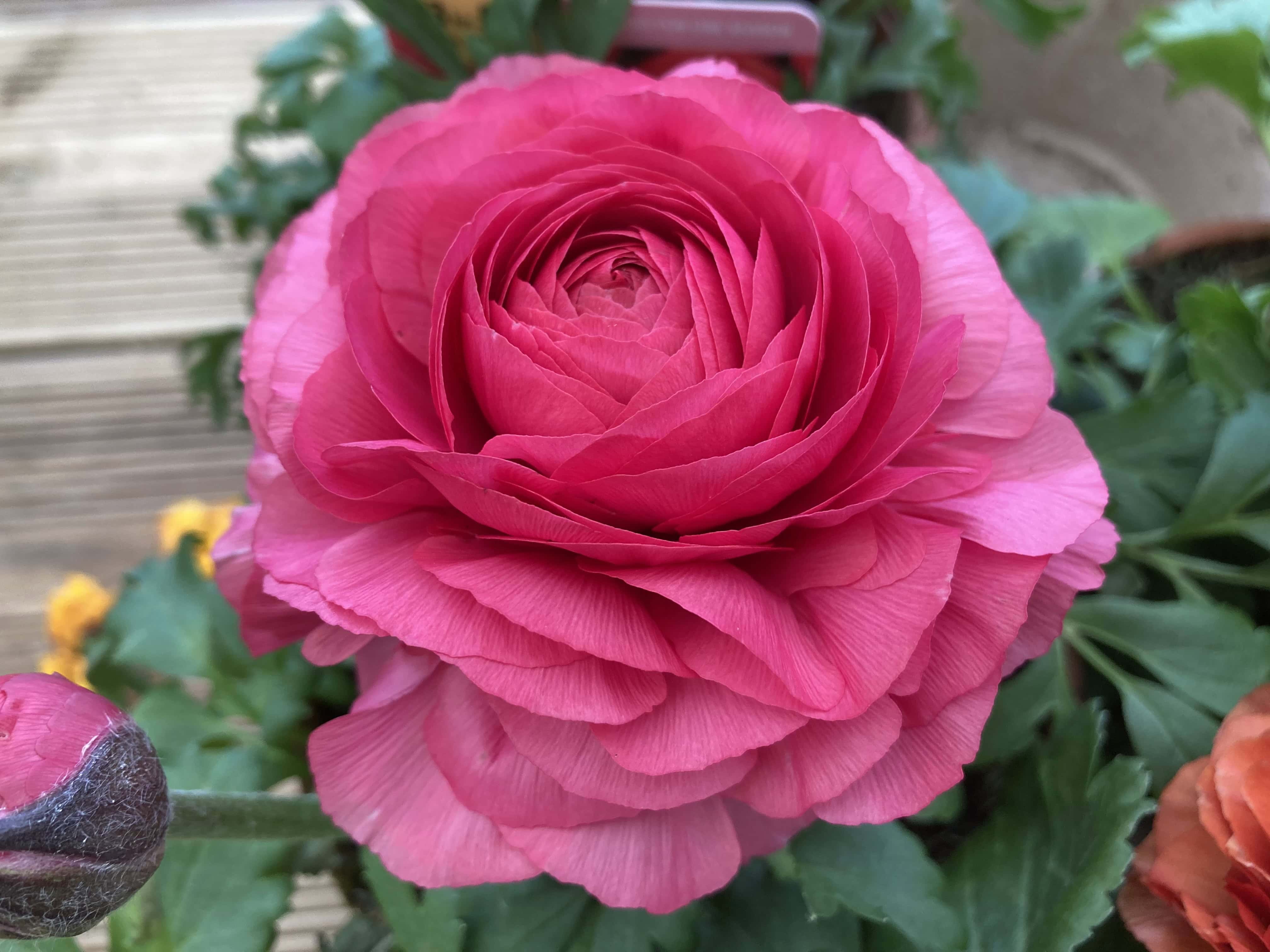 Ranunculus Asiaticus
