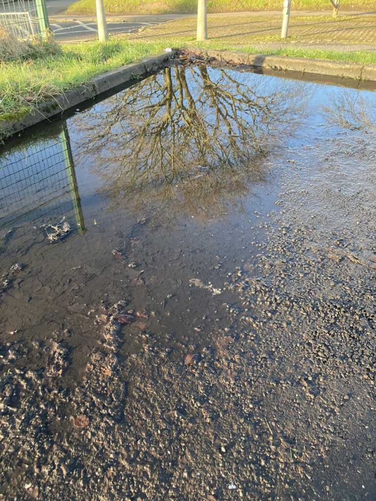 Tree in a puddle reflection